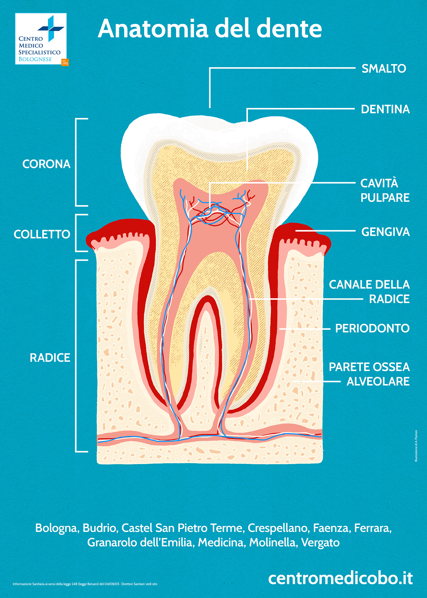 tooth anatomy digitalart ILLUSTRATION  poster