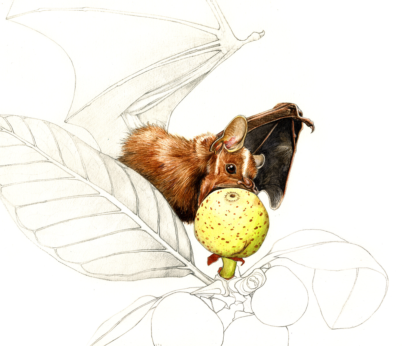 animals Bats Drawing  ILLUSTRATION  natural history Popular Science science watercolor watercolour wildlife
