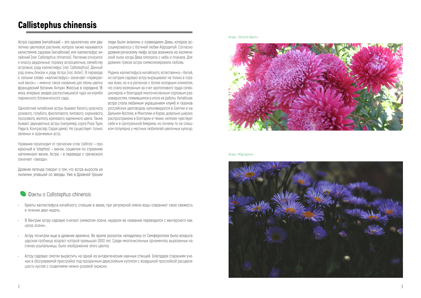 magazin journal plants InDesign design