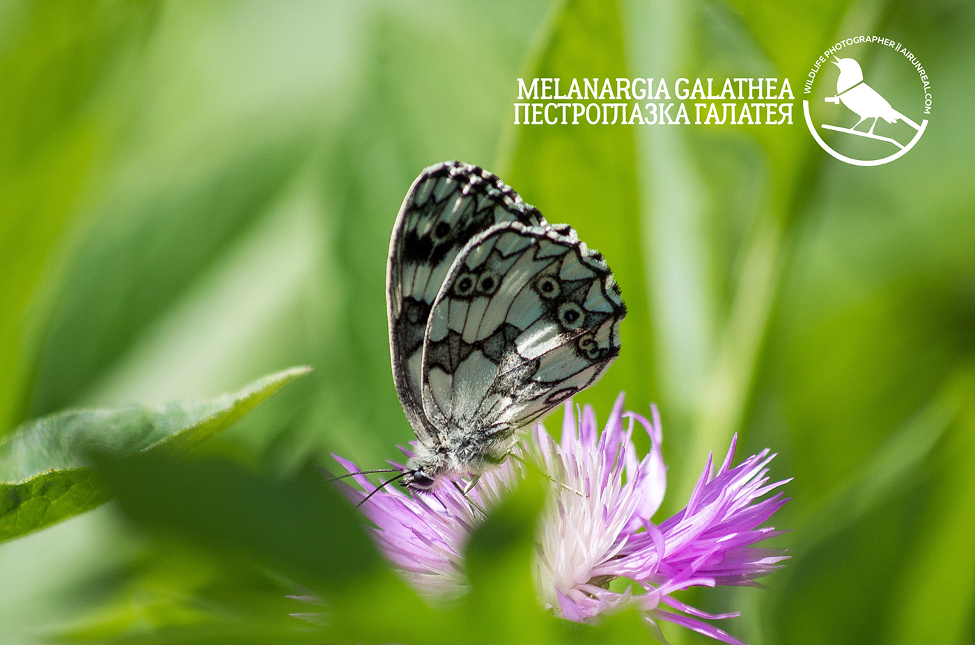 melanargia galathea wildlife volgograd Russia butterfly