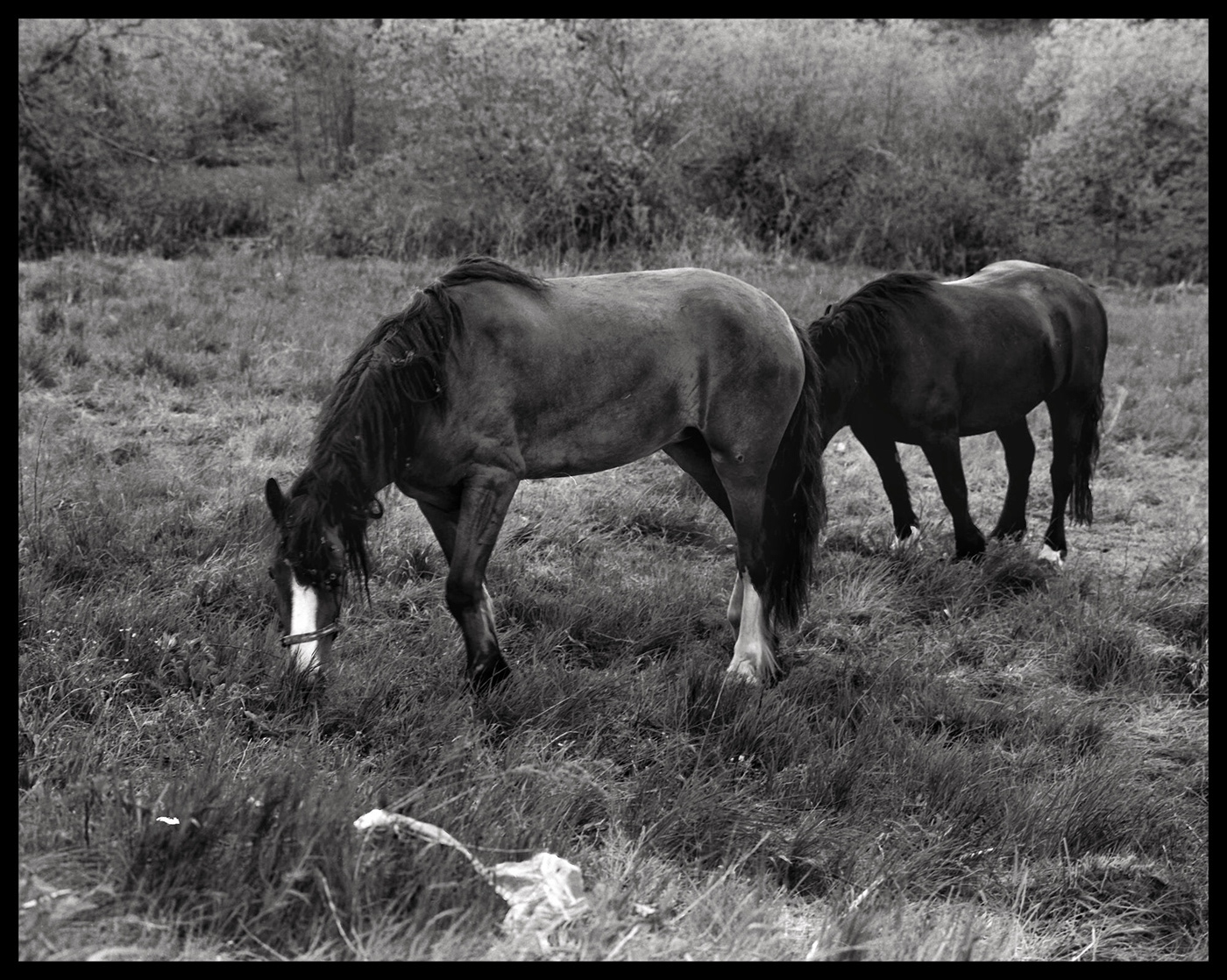blackandwhite Film   horse ILFORD Mamiya rz67