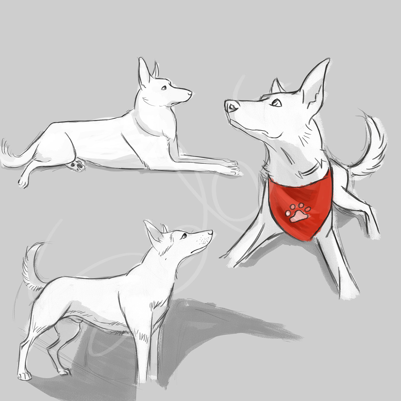 photoshop cats DIGITALDRAWING skeches sketchbook practise dogs