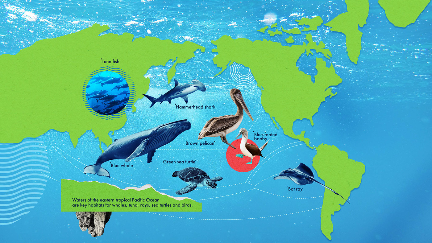 collage collage illustration Digital Collage Ecology infographic landing page marine sea Web Web Design 
