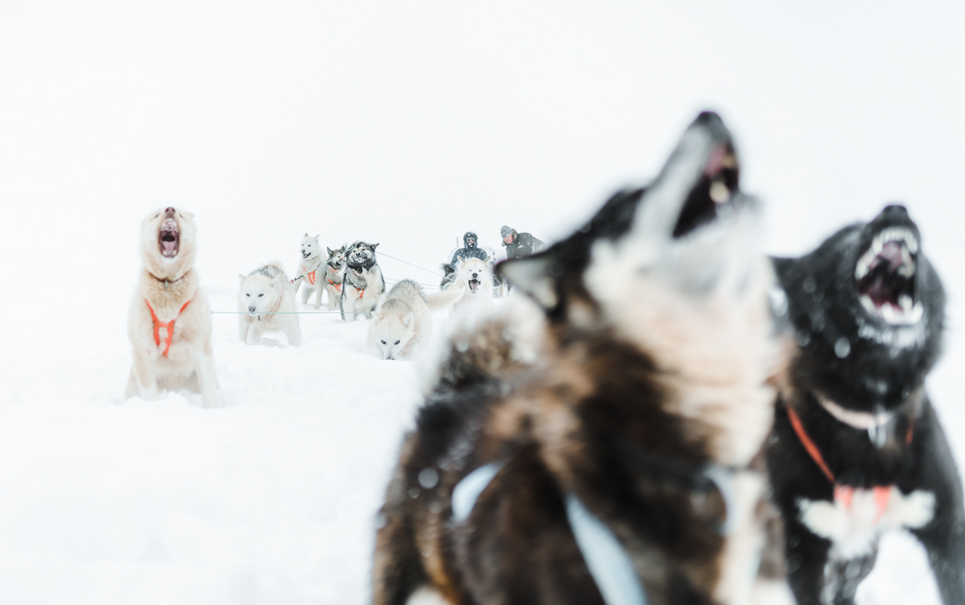 Greenland Arctic winter dogs snow remote ice White Nature Landscape