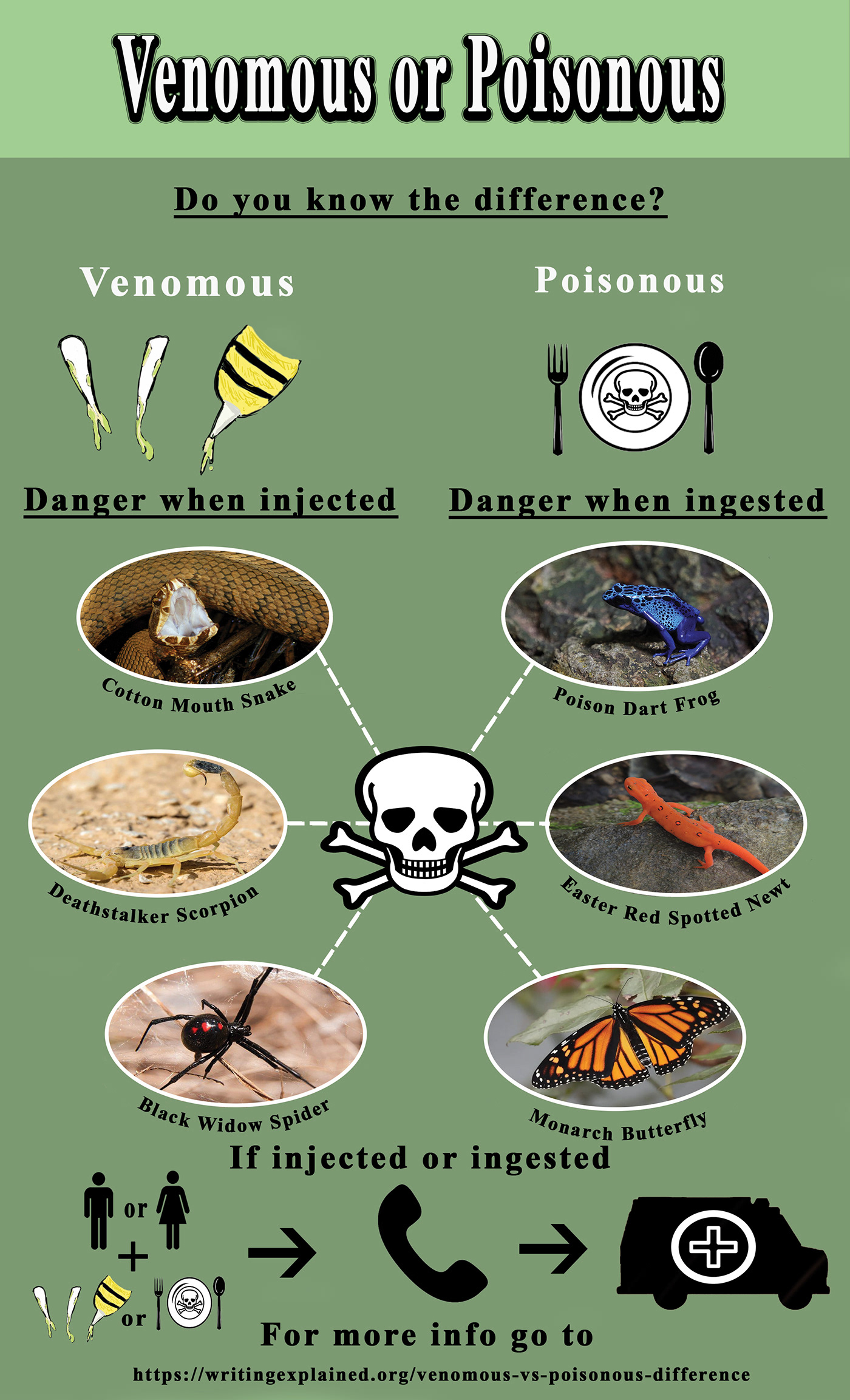 infographic reptiles venomous poisonous anphibians
