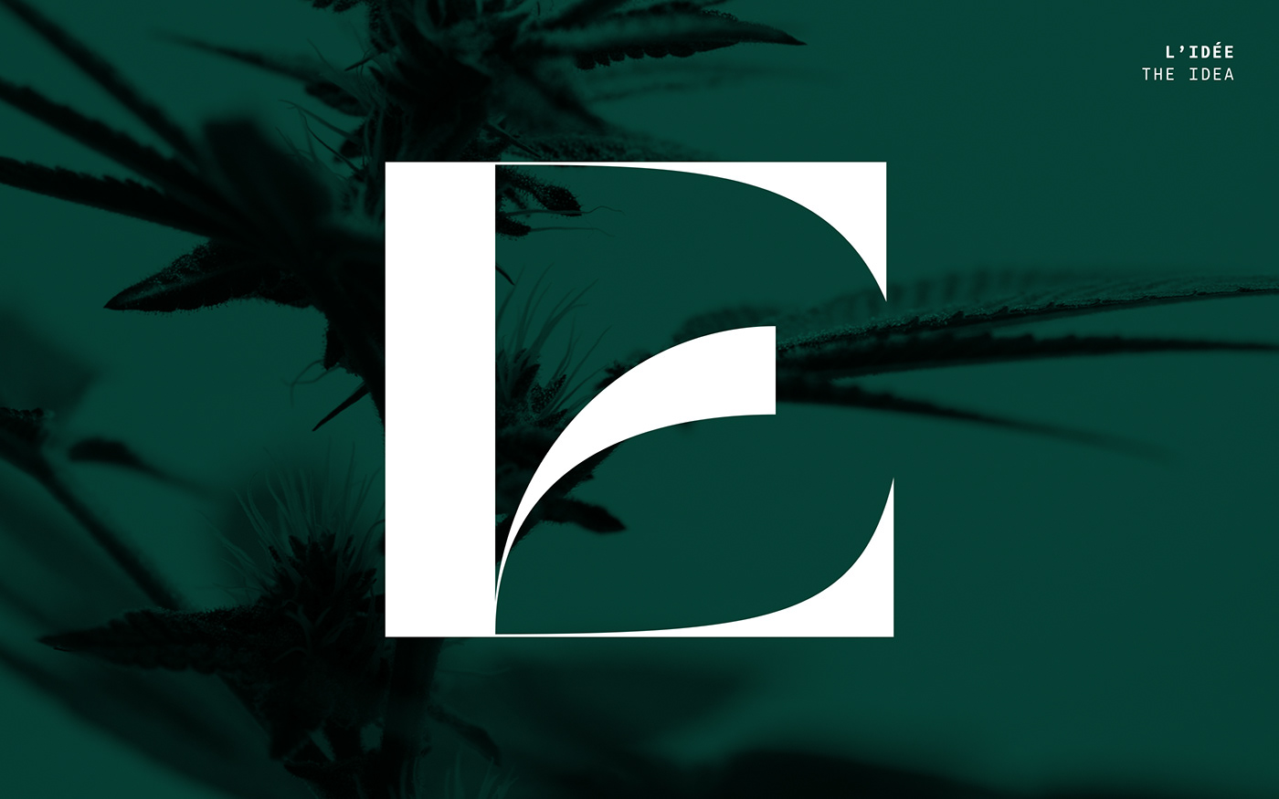 branding  cannabis CBD identity marijuana Packaging weed dispensary Logotype vegetal