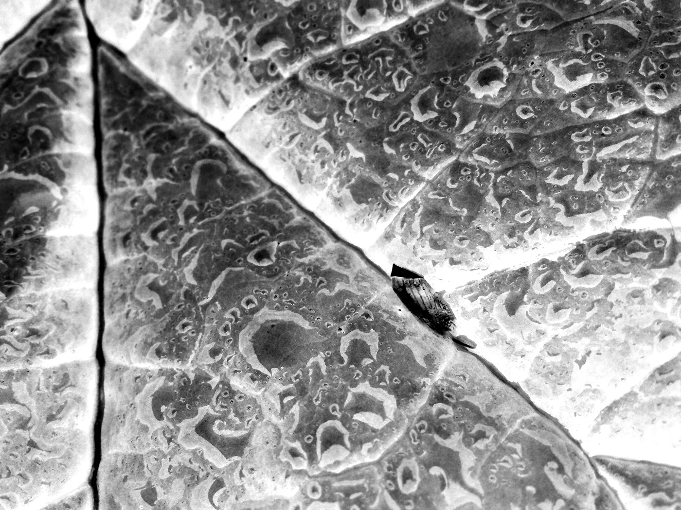 digital manipulation droplets garden inverted leaf leaves Nature negatives Photography  water