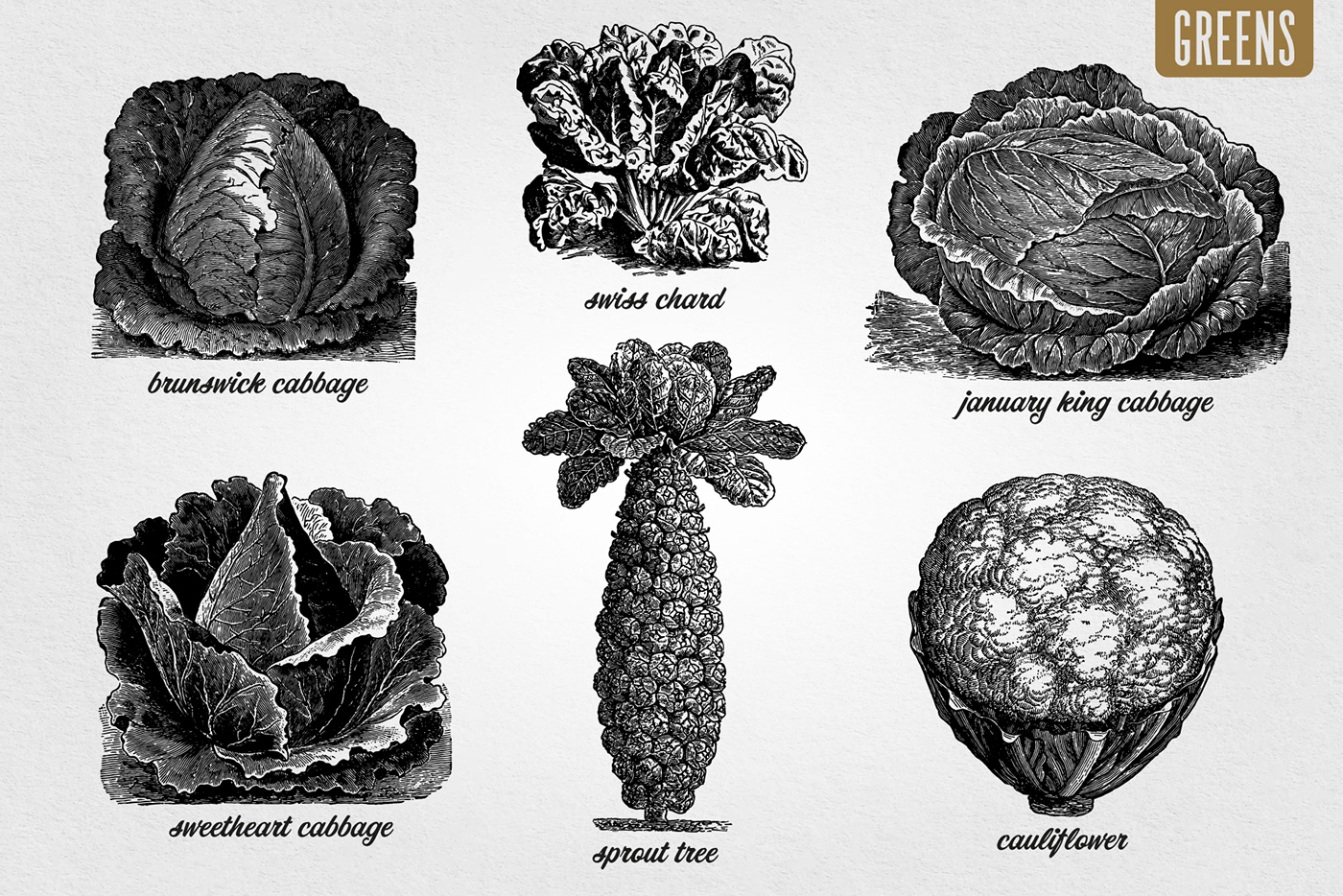engraved engraving ILLUSTRATION  vector vegetable vegetables vintage clip art