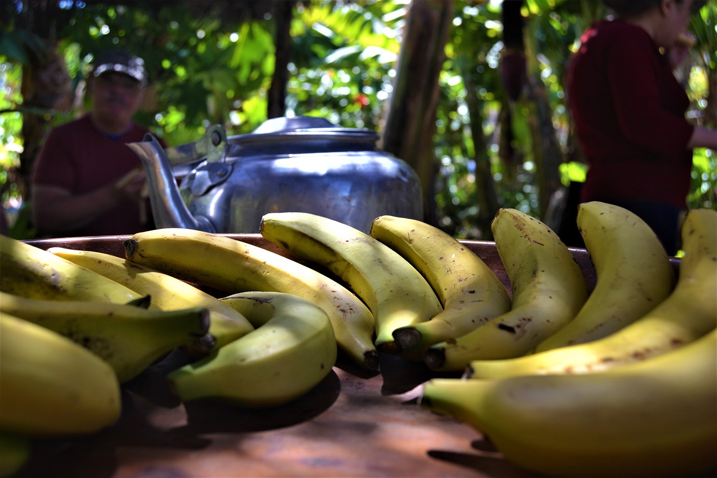 Bananas eco ecologycal Photography  photo LaPalma ecosysten