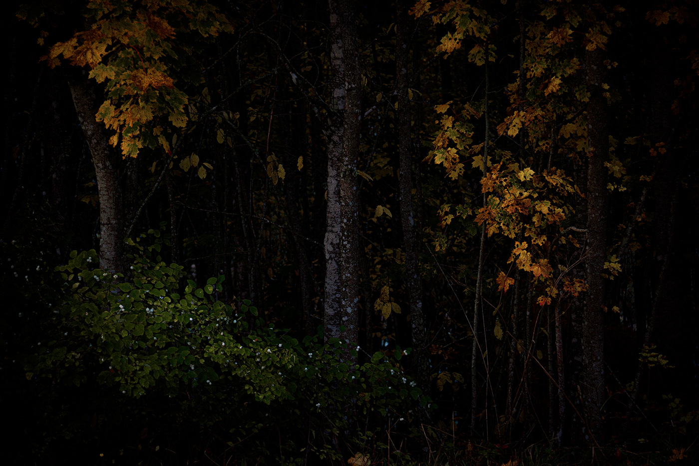 artwork autumn dark Fall forest Landscape leaves Nature photographer trees