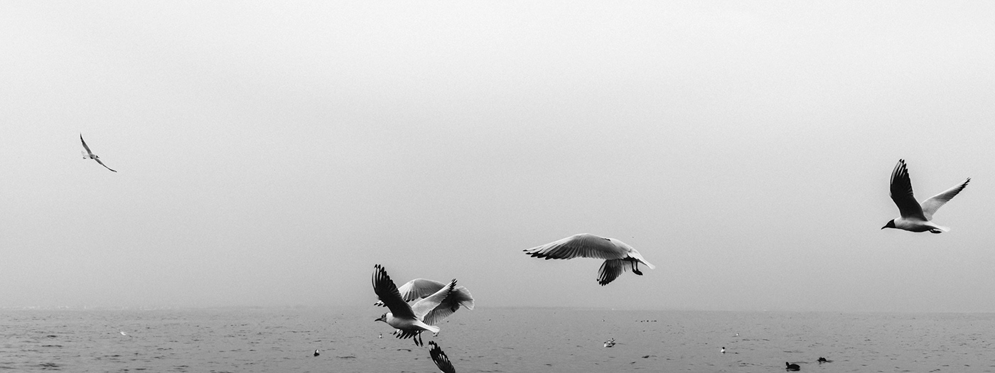 aquarium bird blackandwhite ios iPhone photography Nature sea sea gull sea mew