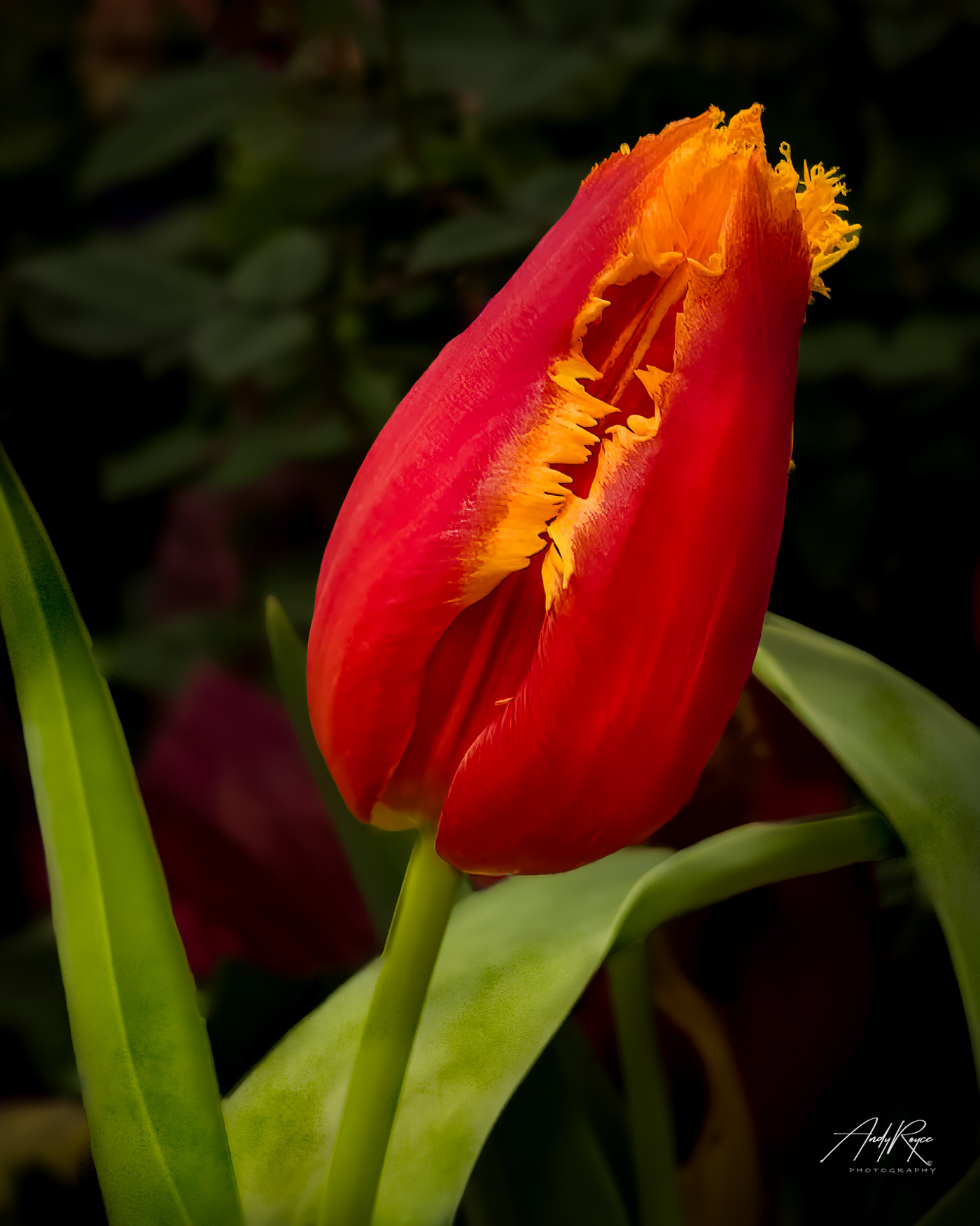 tulip closeup macro Photography  Davenport Tulip red tulip