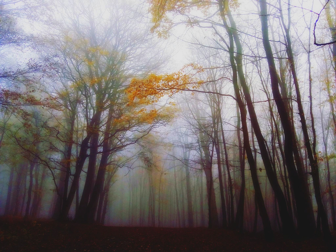 autumn deepautumn forest colours November