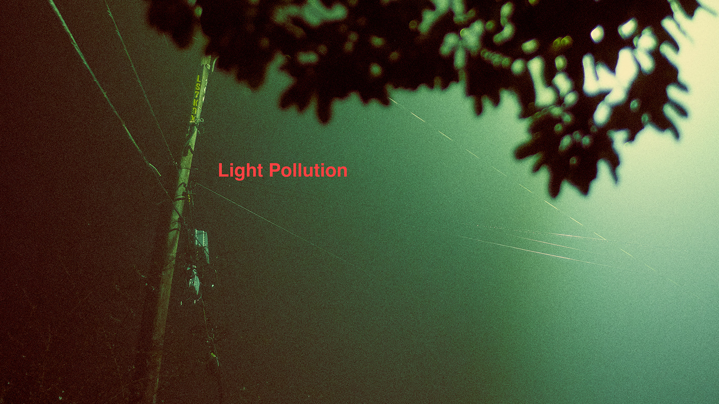 city forest Light Pollution Nature night SKY Street streetlights Tree  Urban