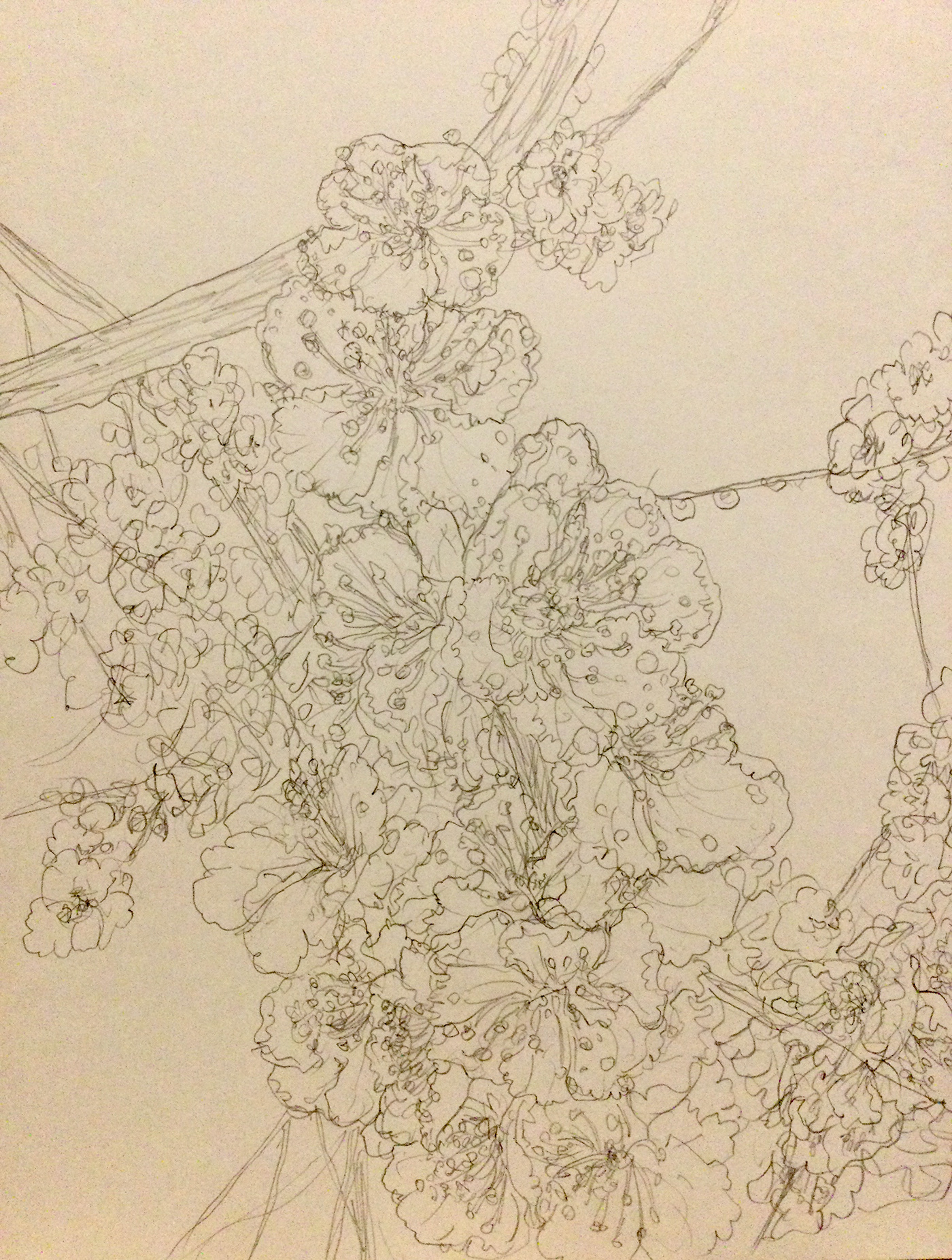 flower Camellia prunus mume sketch ILLUSTRATION  pencil painting  