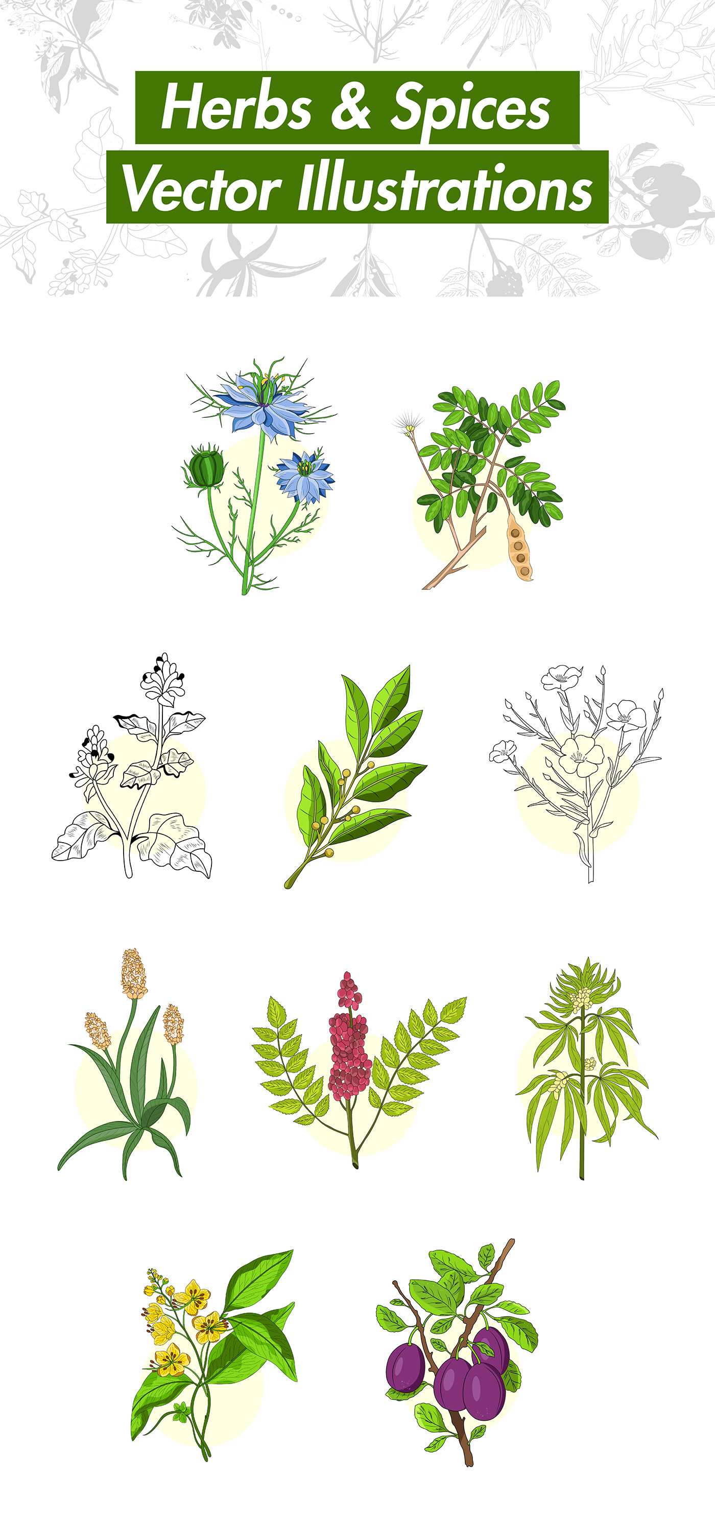 ILLUSTRATION  herbs natural organic botanical illustration Flowers Digital Art  adobe illustrator Graphic Designer