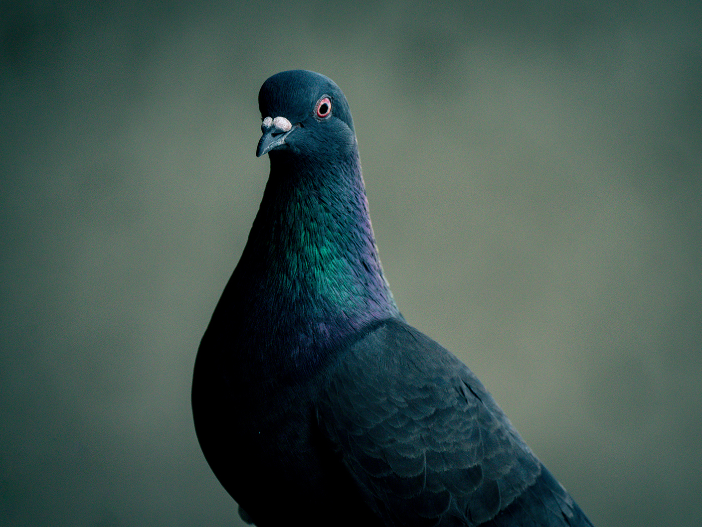 pigeon biset panasonic leica 100-400