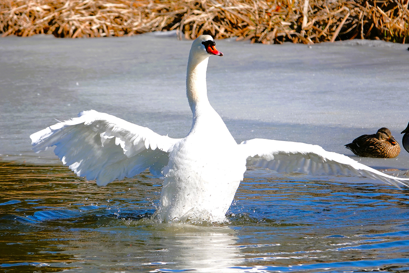 animals birds ice icy Nature pond swan swans water