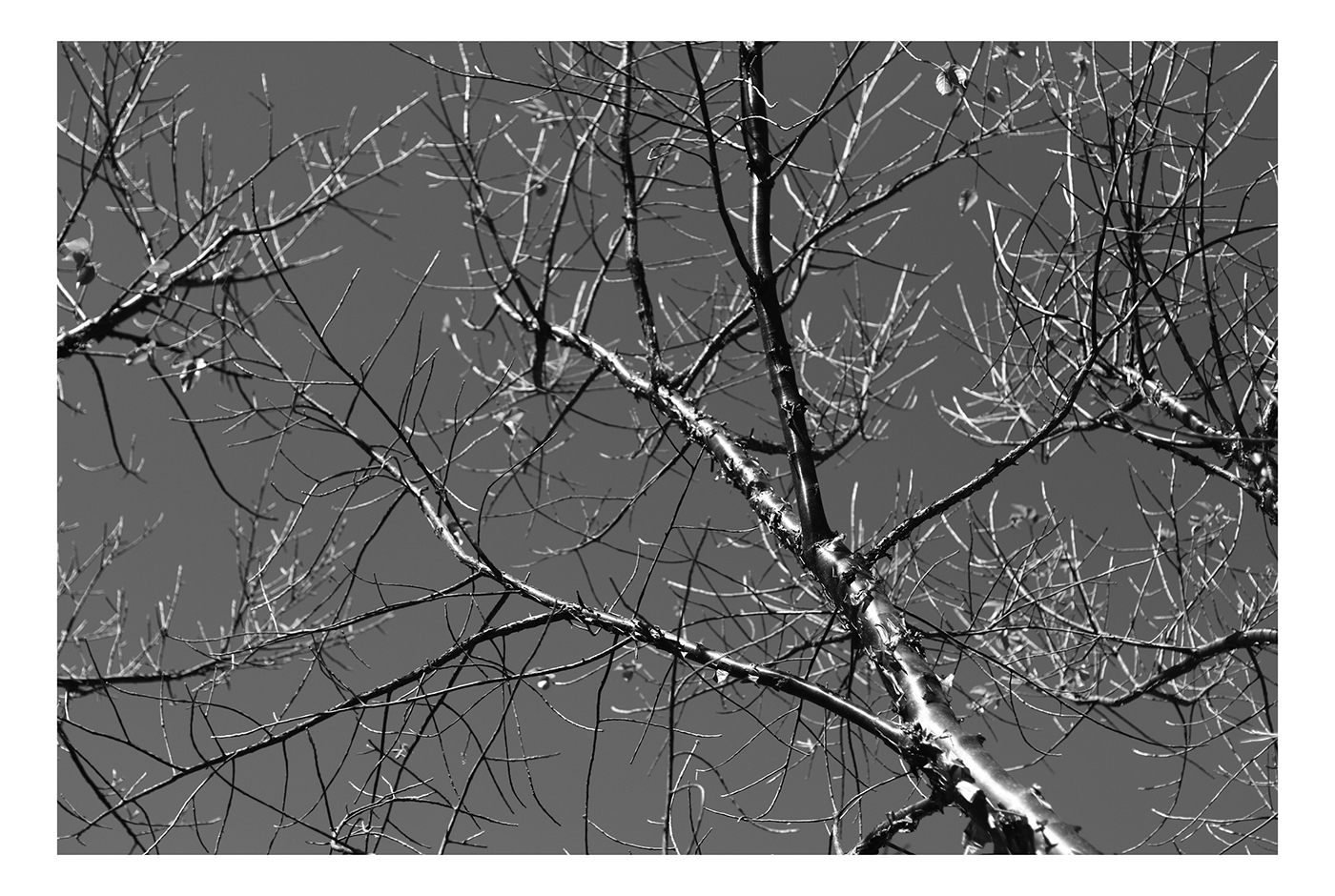 Fotografia plantas Flowers plants hojas Follaje blanco y negro duotono Photography 