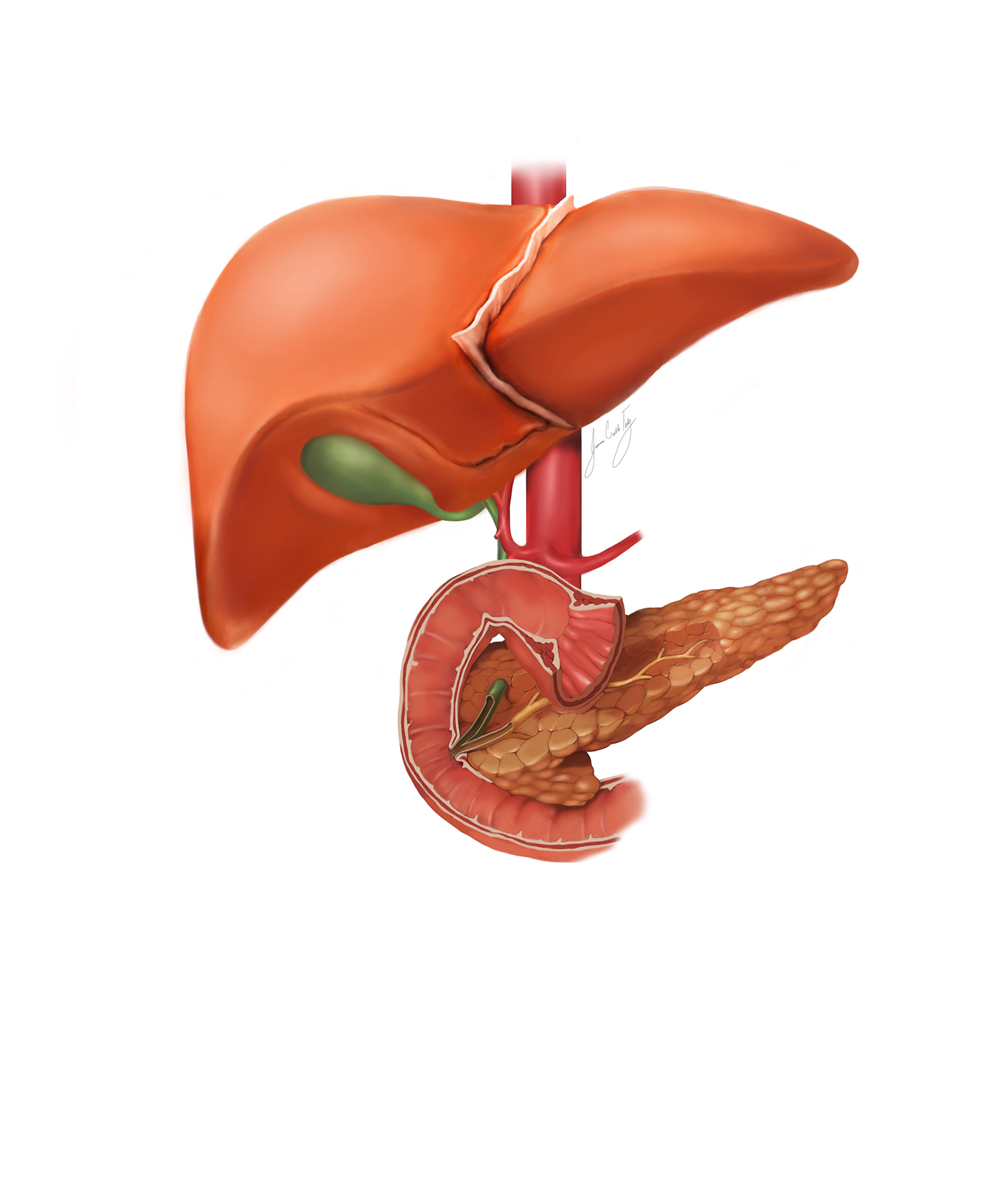 digital painting liver Pancrease Bile Duct Pancreatic Duct duodenum gall bladder
