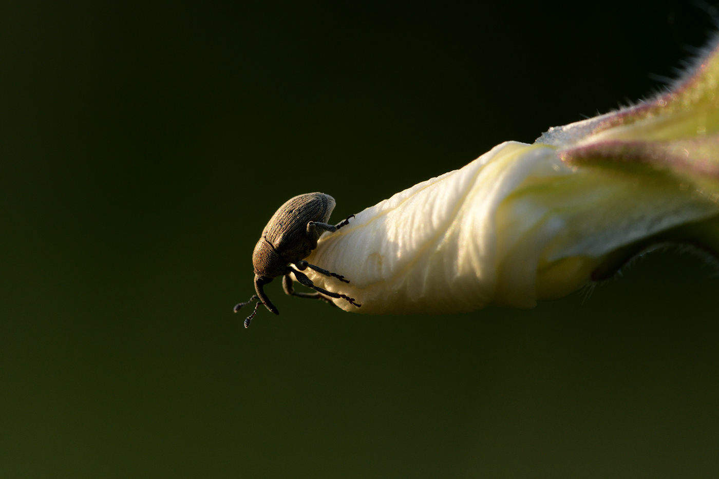 macro insect animal spider closeup Nature wildlife