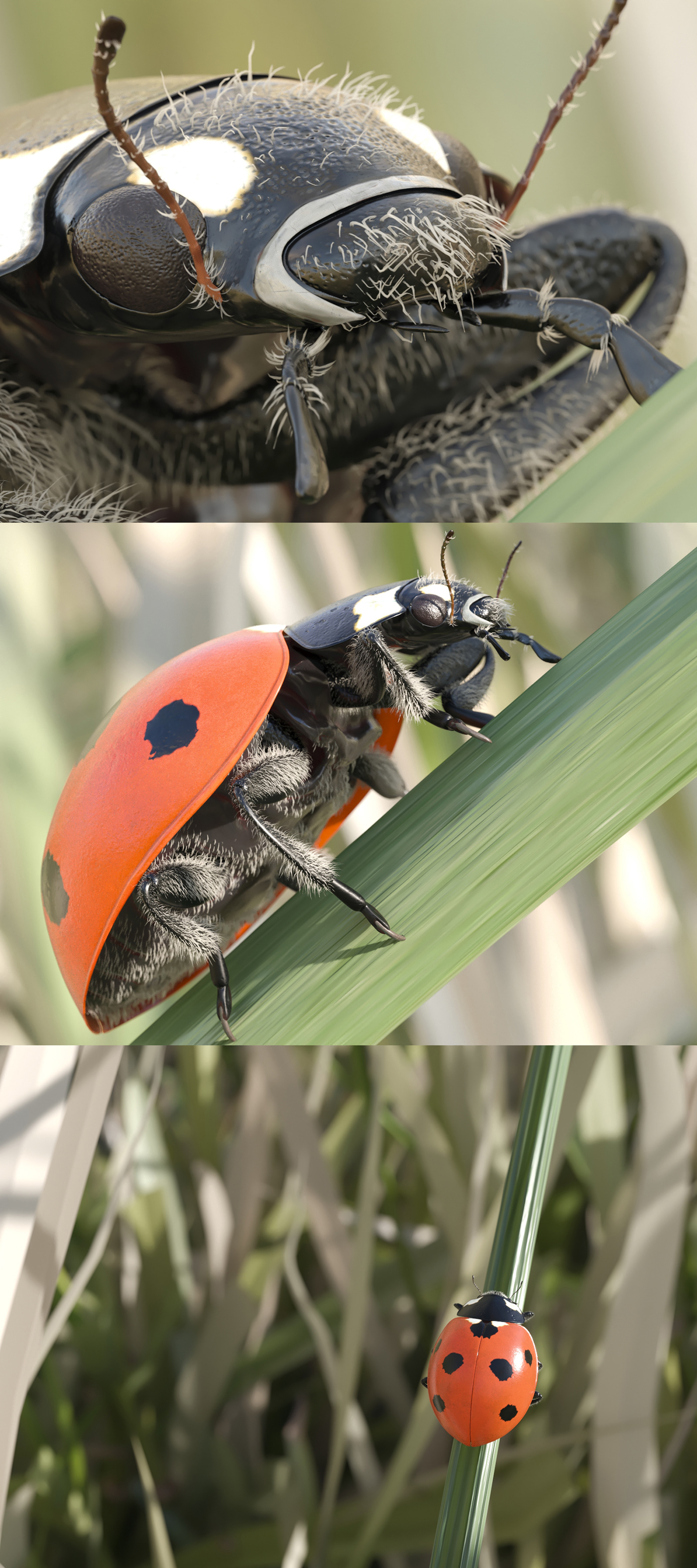 ladybird CG vray 3dmax insect bug