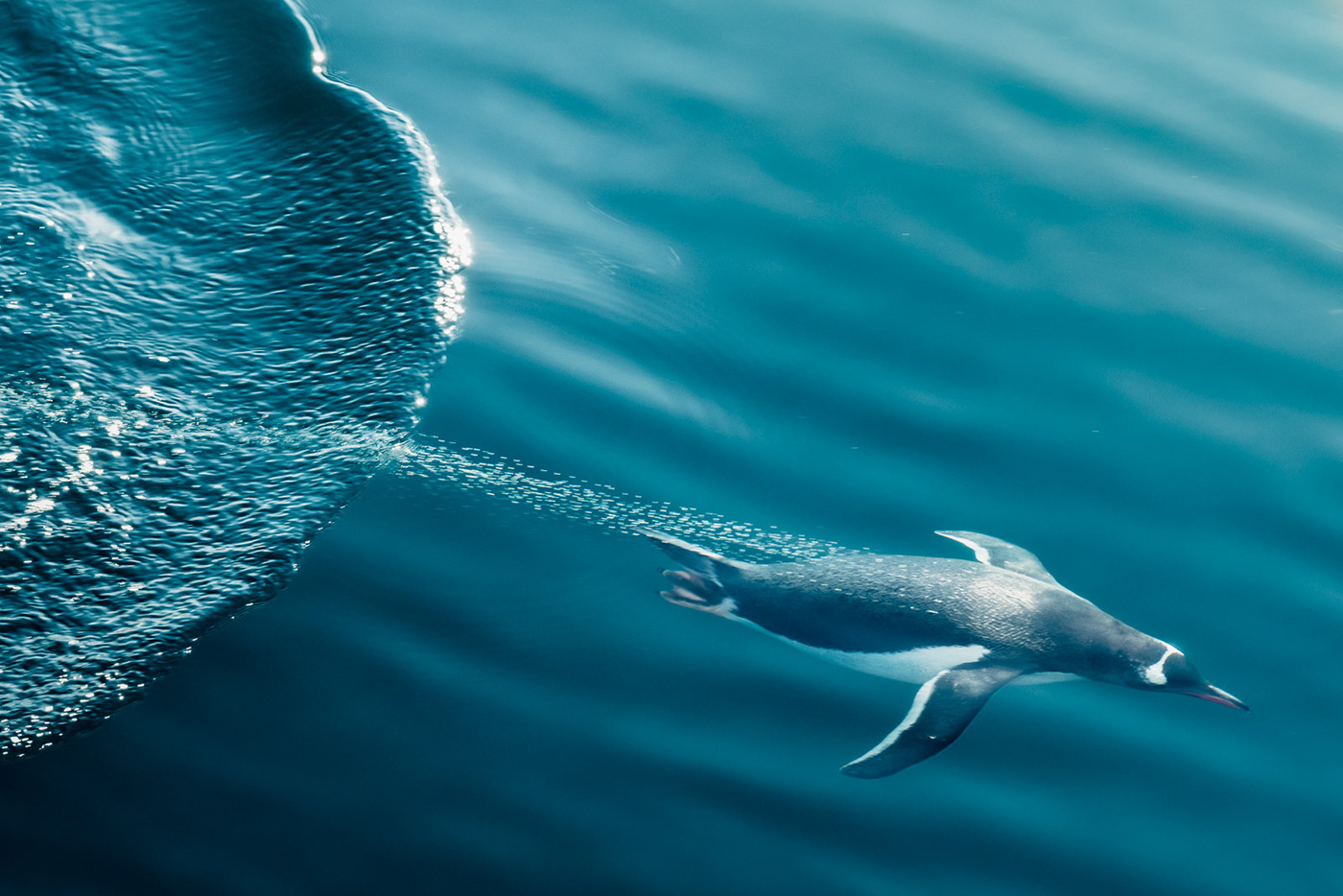 animals antarctica bird Ocean orca penguin seal sealife Whale wildlife