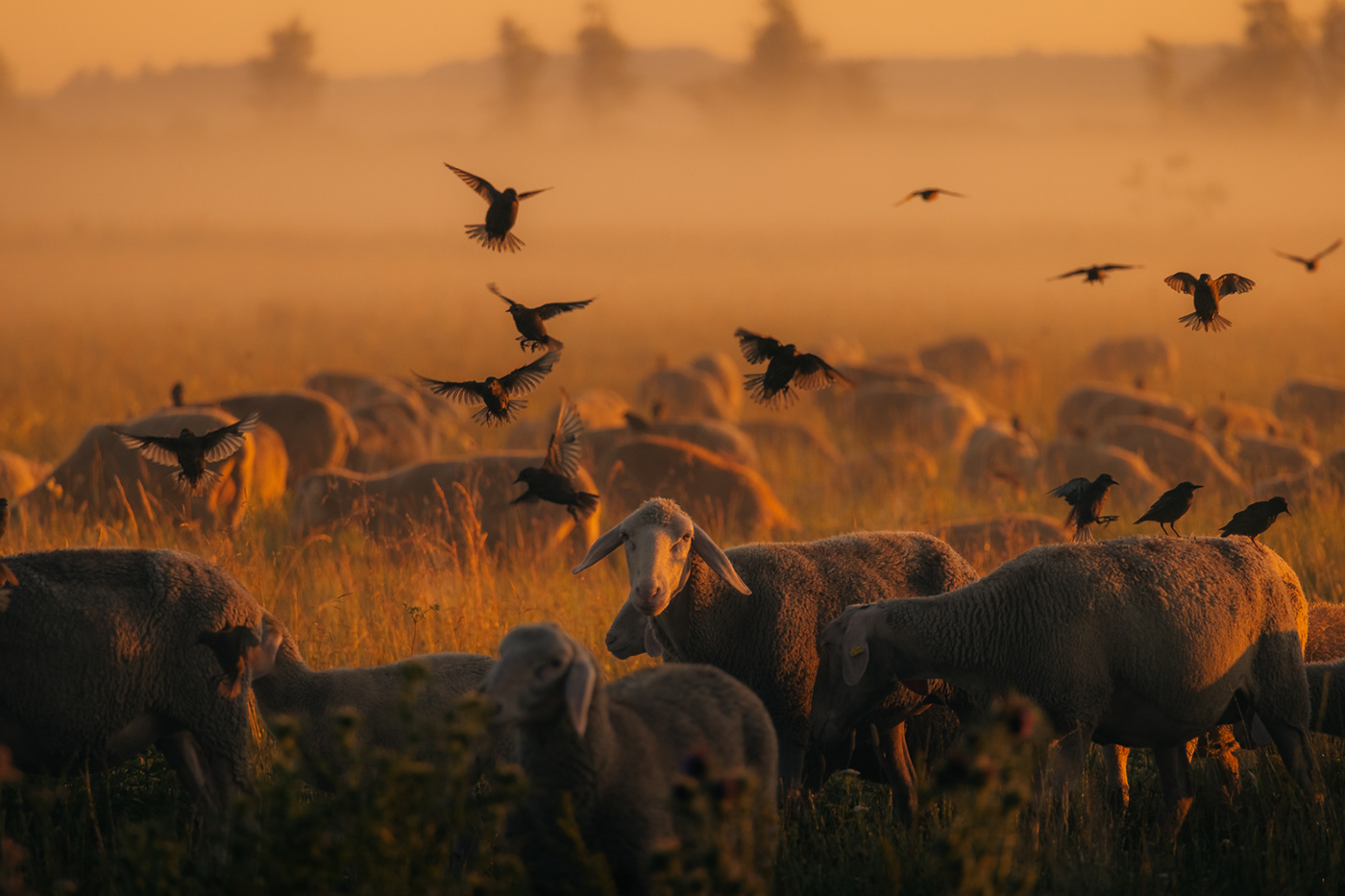 animals birds germany golden hour Landscape Nature sheep Sunrise wildlife