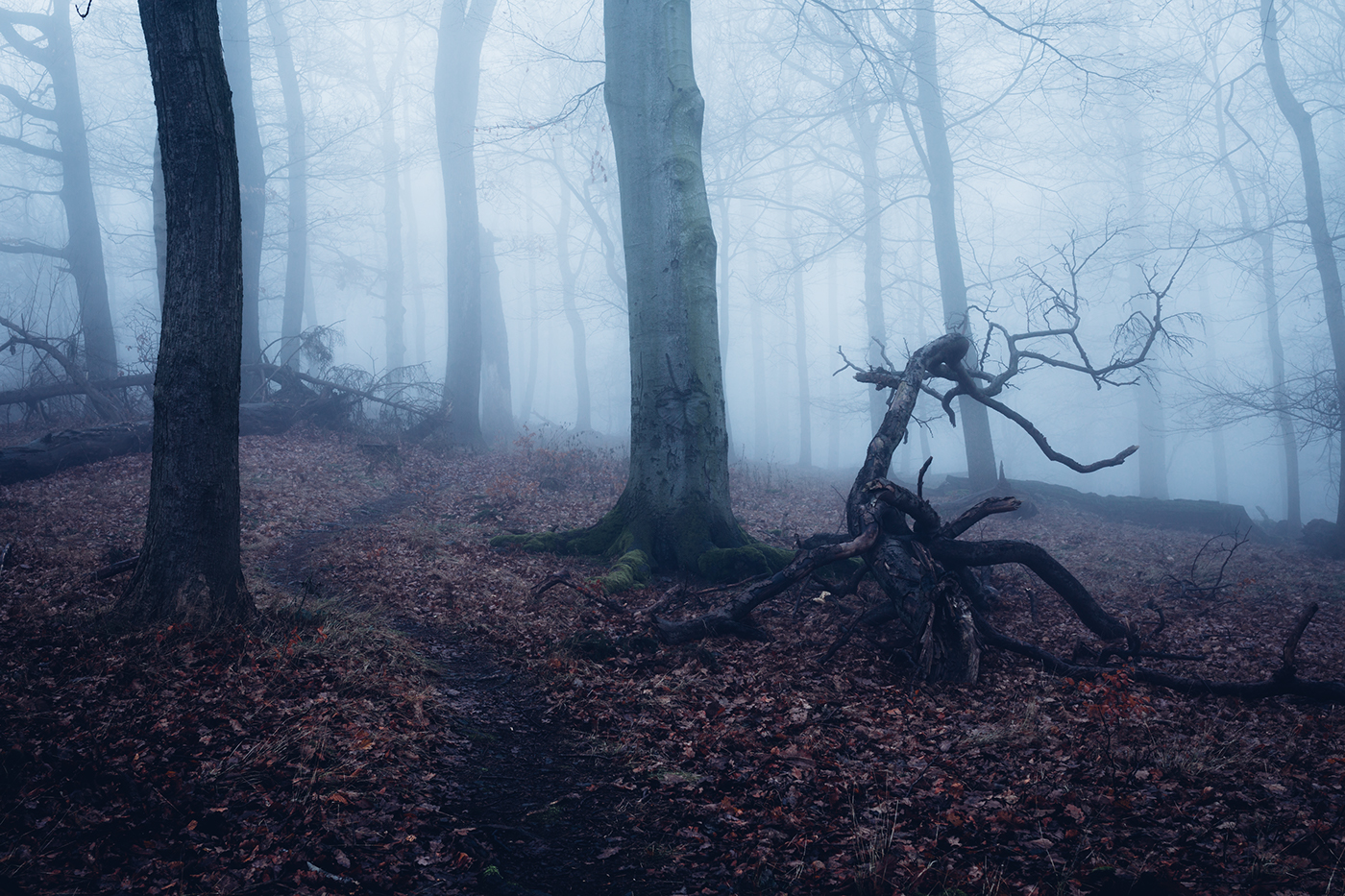 forest wald germany Harz Wernigerode  fog foggy Nature Landscape creepy