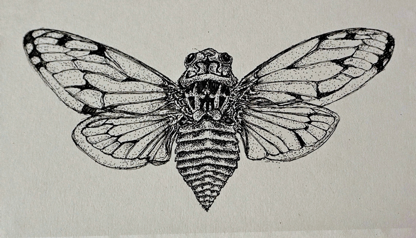 cicada sketch Drawing  textures Pointillism details insect ink sketch artwork