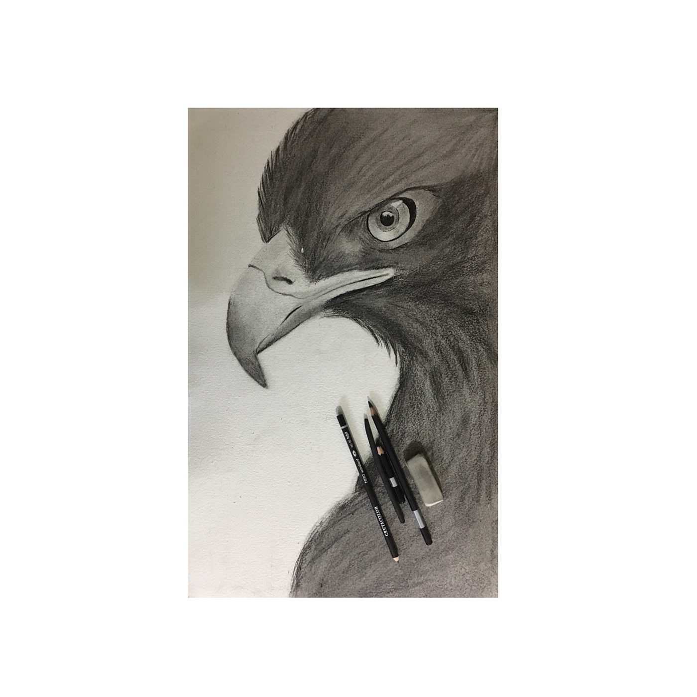 Nature eagle Drawing  fine art