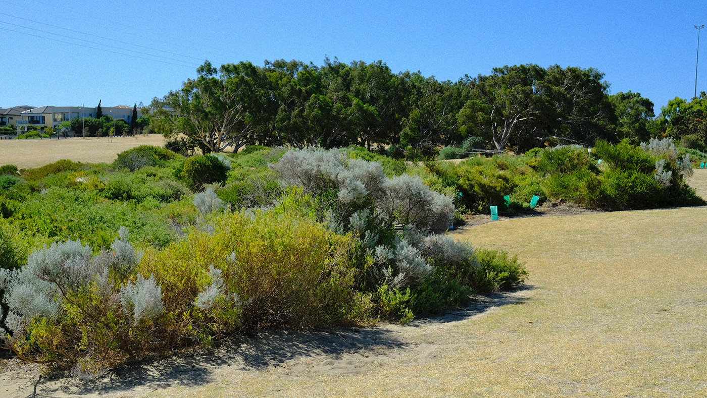 Australia botanical chair green heat Park perth plants summer westernaustralia 