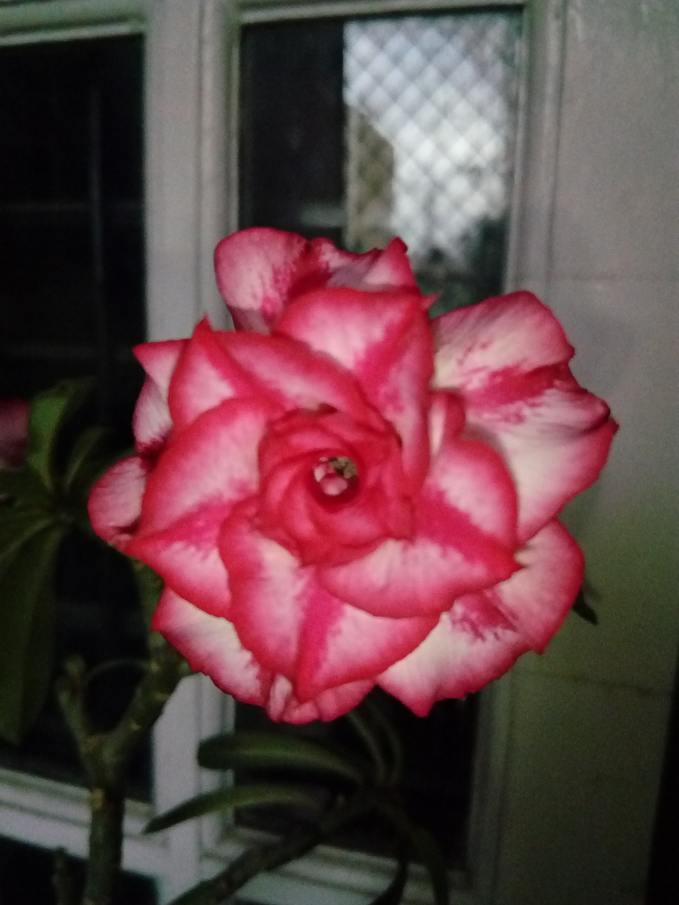 botanical flower leaf orchid pink red rose