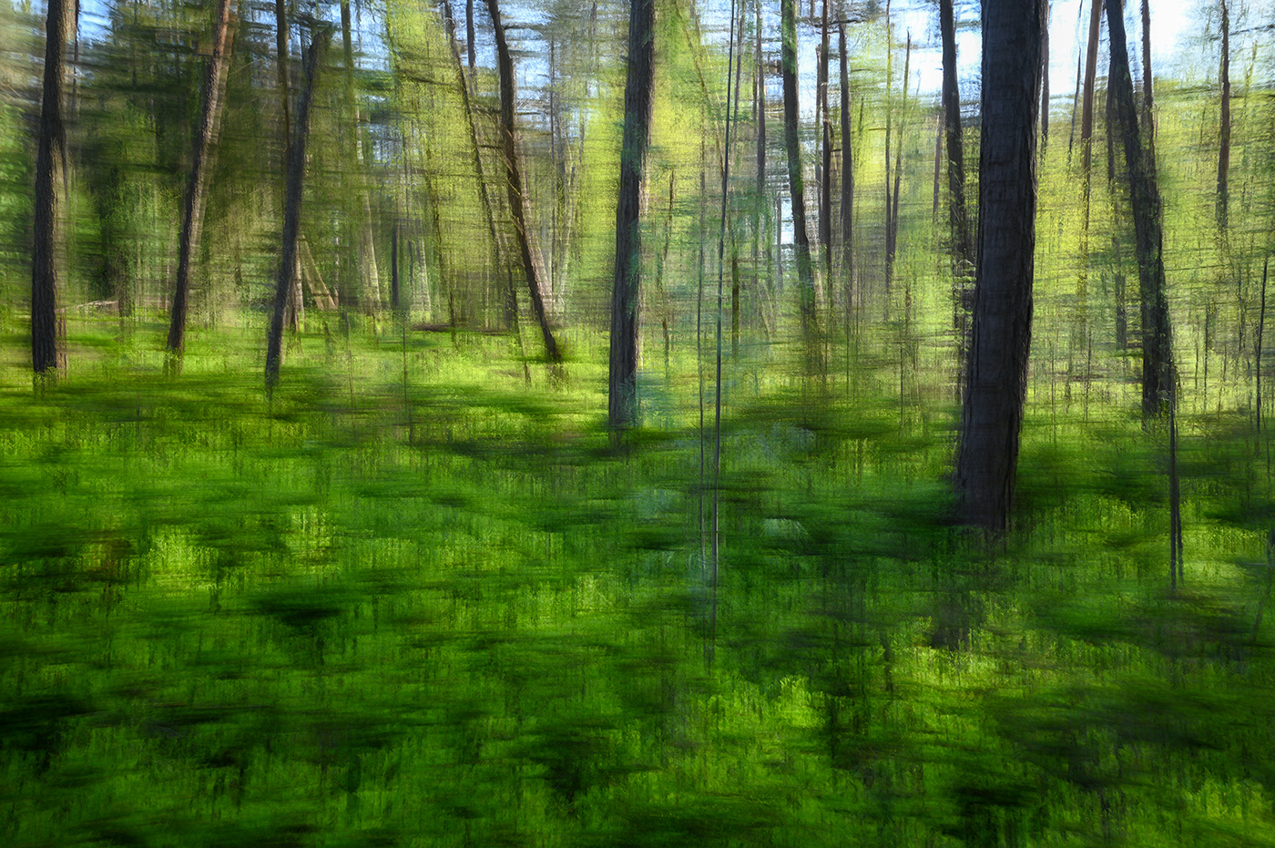 Nature Landscape forest trees green ICM double exposure