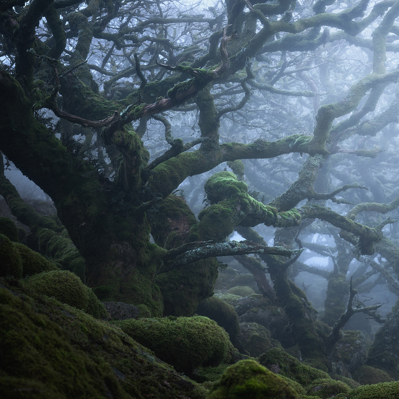 atmosphere burnell dark fine-art forest mist mystical wistmans wood woodland