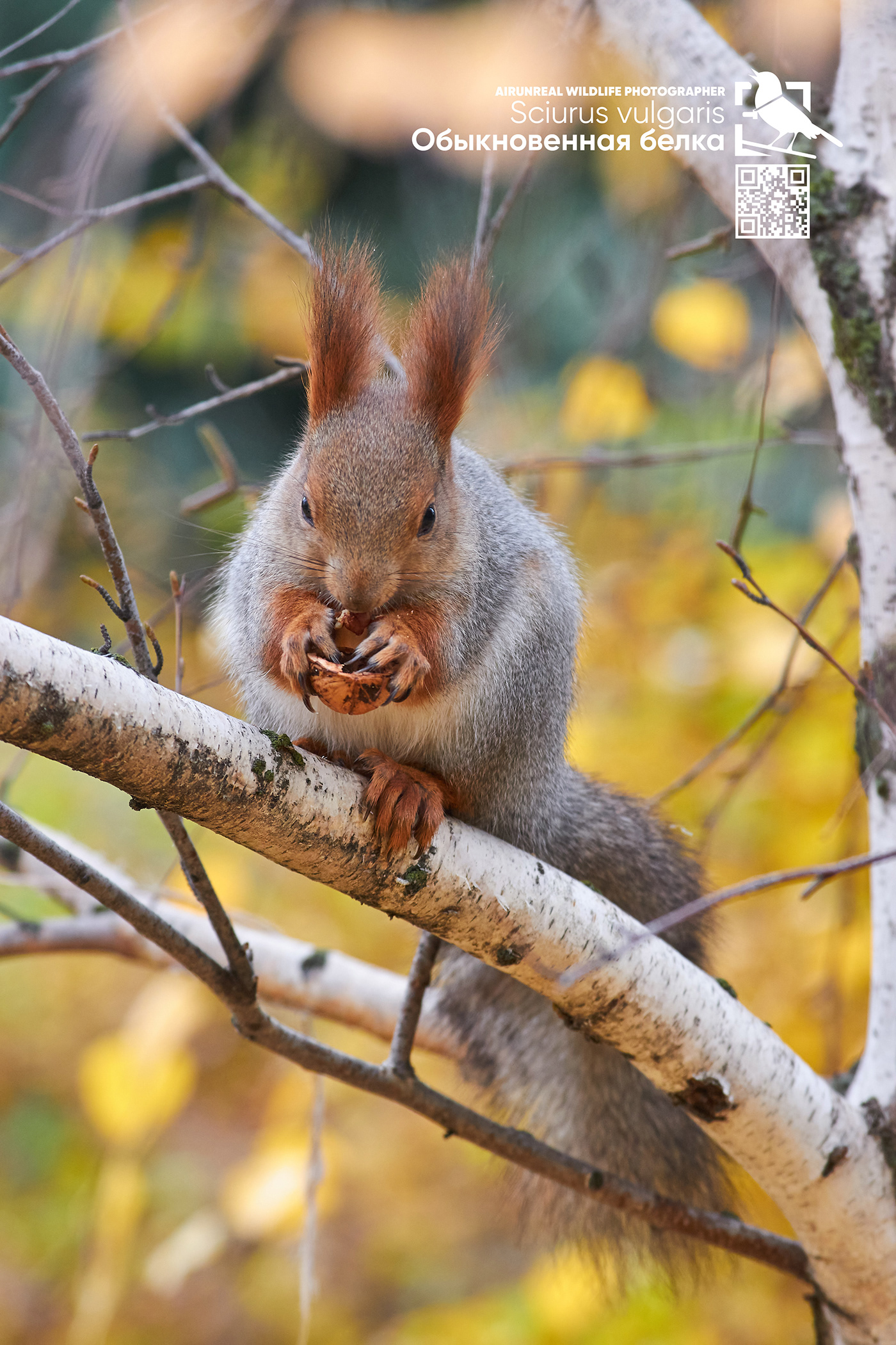 Red Squirrel Russia Sciurus vulgaris squirrel volgograd wildlife