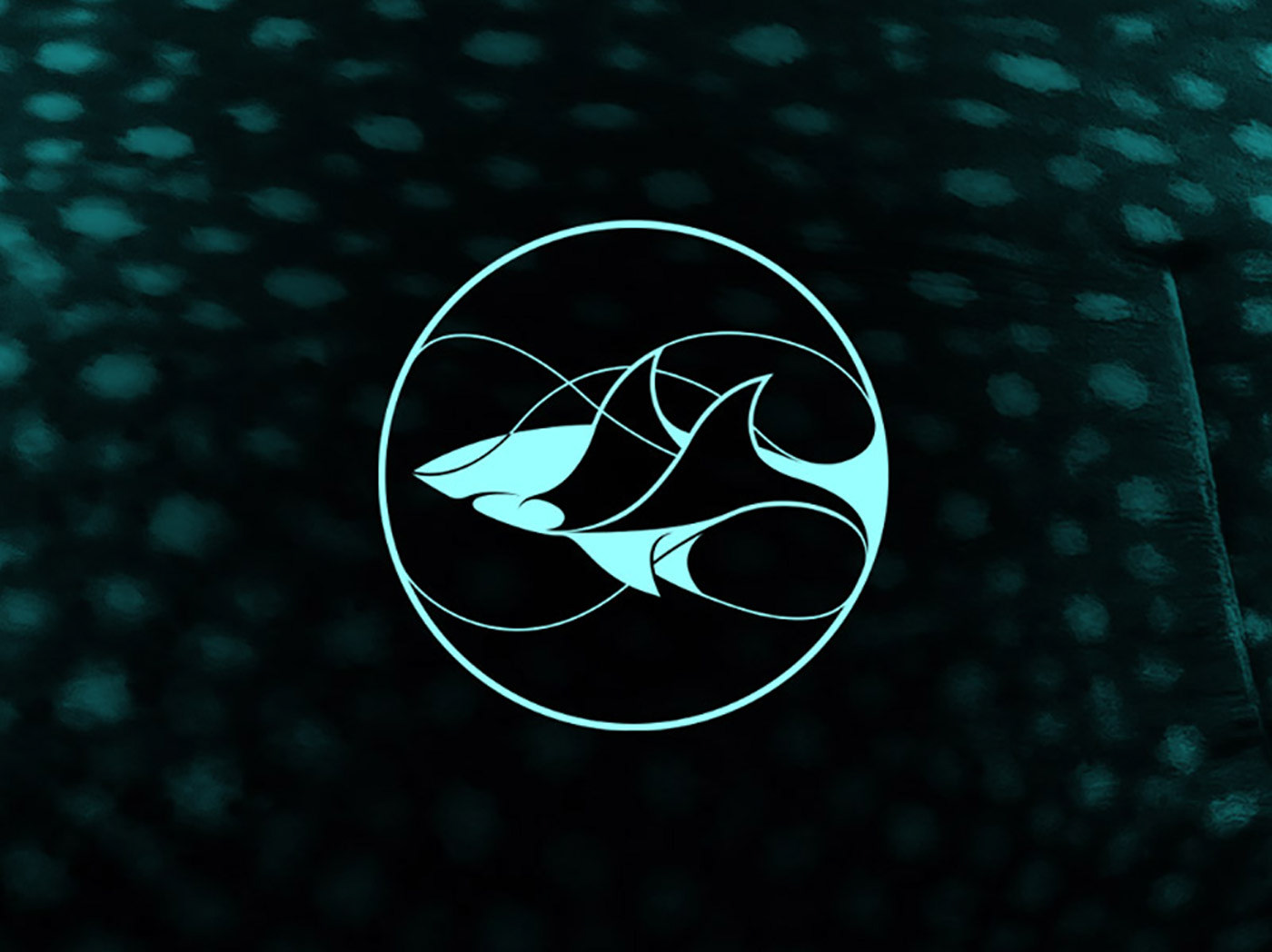 superfried logo brand identity sharks rays ILLUSTRATION  graphic design  charity dicaprio foundation shark conservation