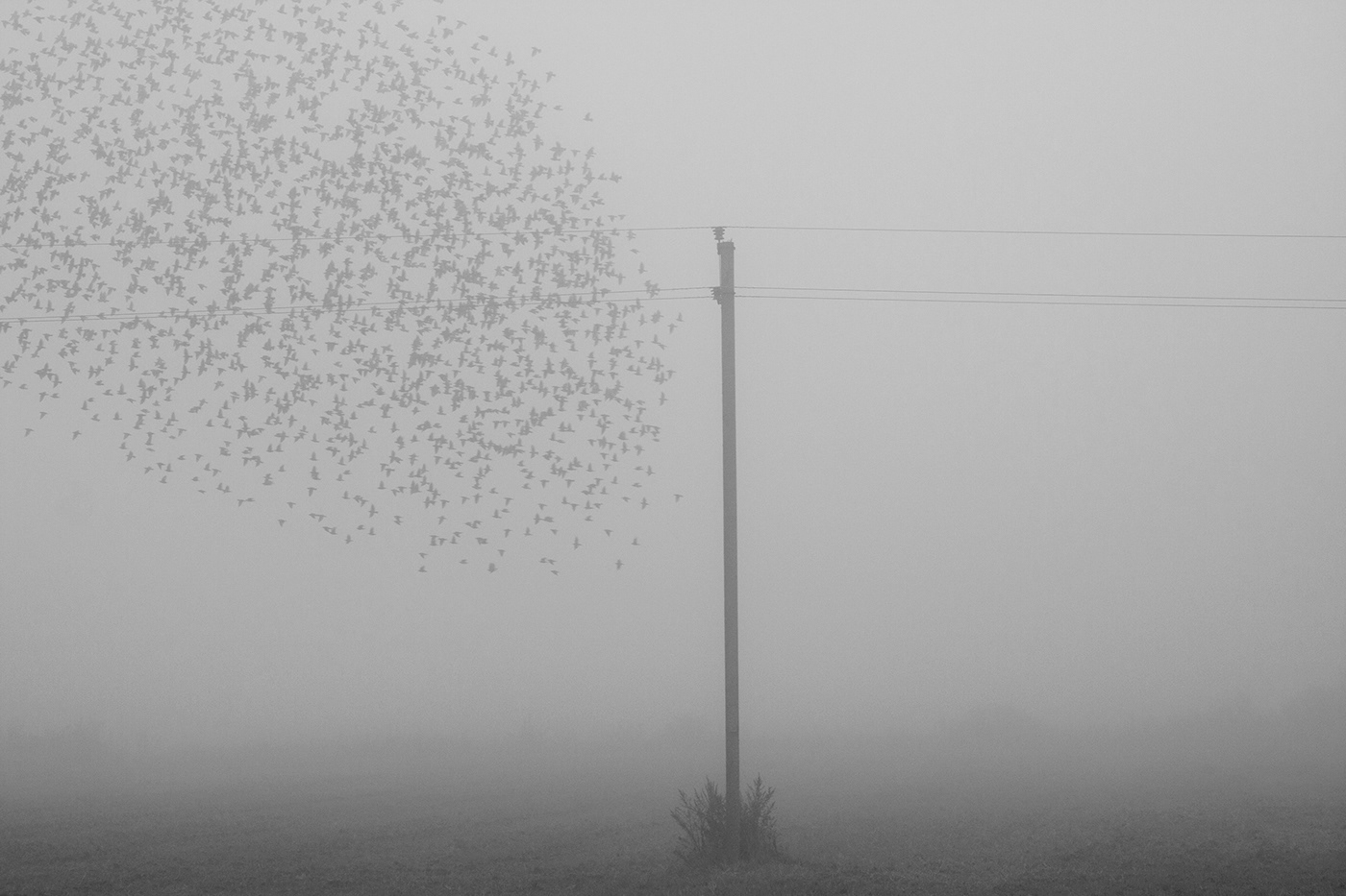 black & white fog Fog landscape lietuva lithuania Mindaugas Buivydas mist