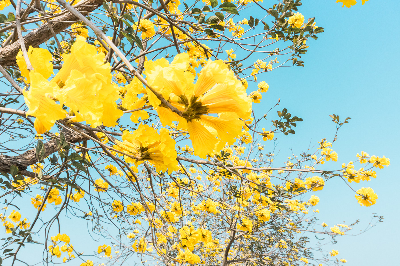 Flowers Nature Pingtung County potography scenery spring Tree 