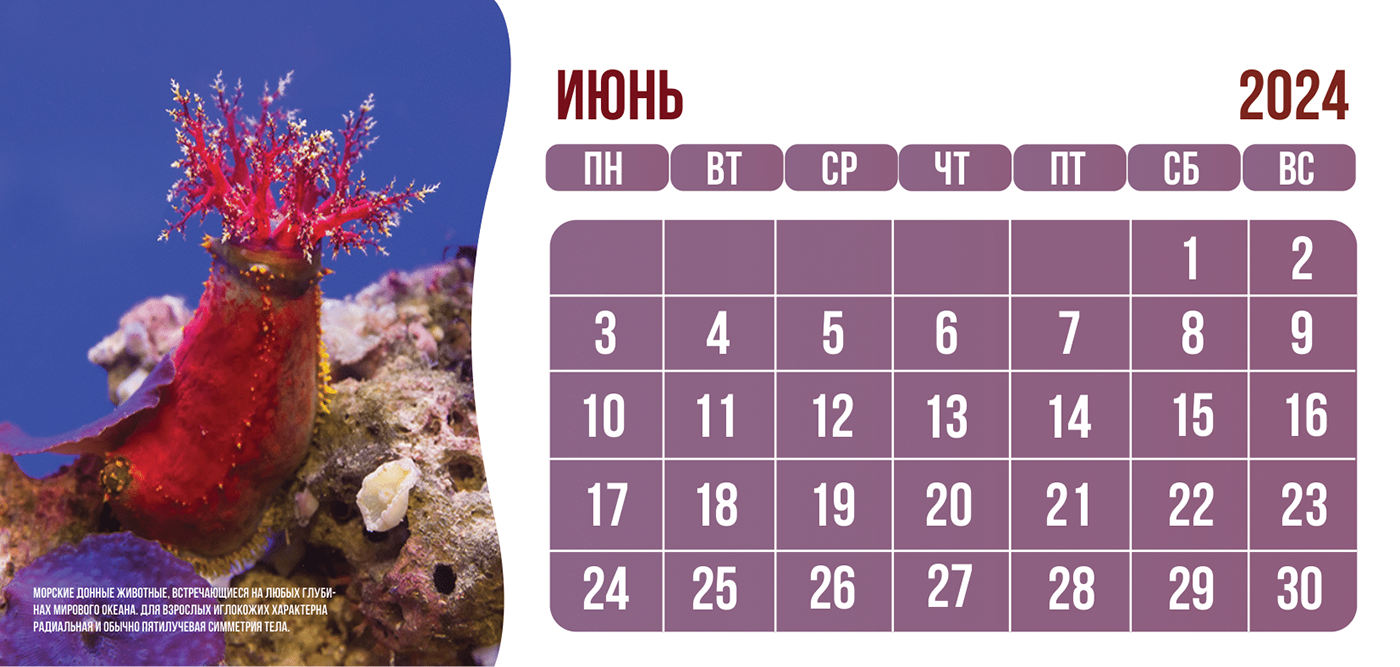 календарь calendar москва InDesign sea