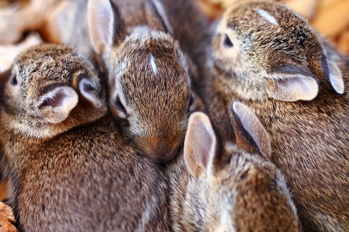 Ontario Canada ontario canada bunnies cottontail Cottontails baby bunnies nature photography Nature fall weather