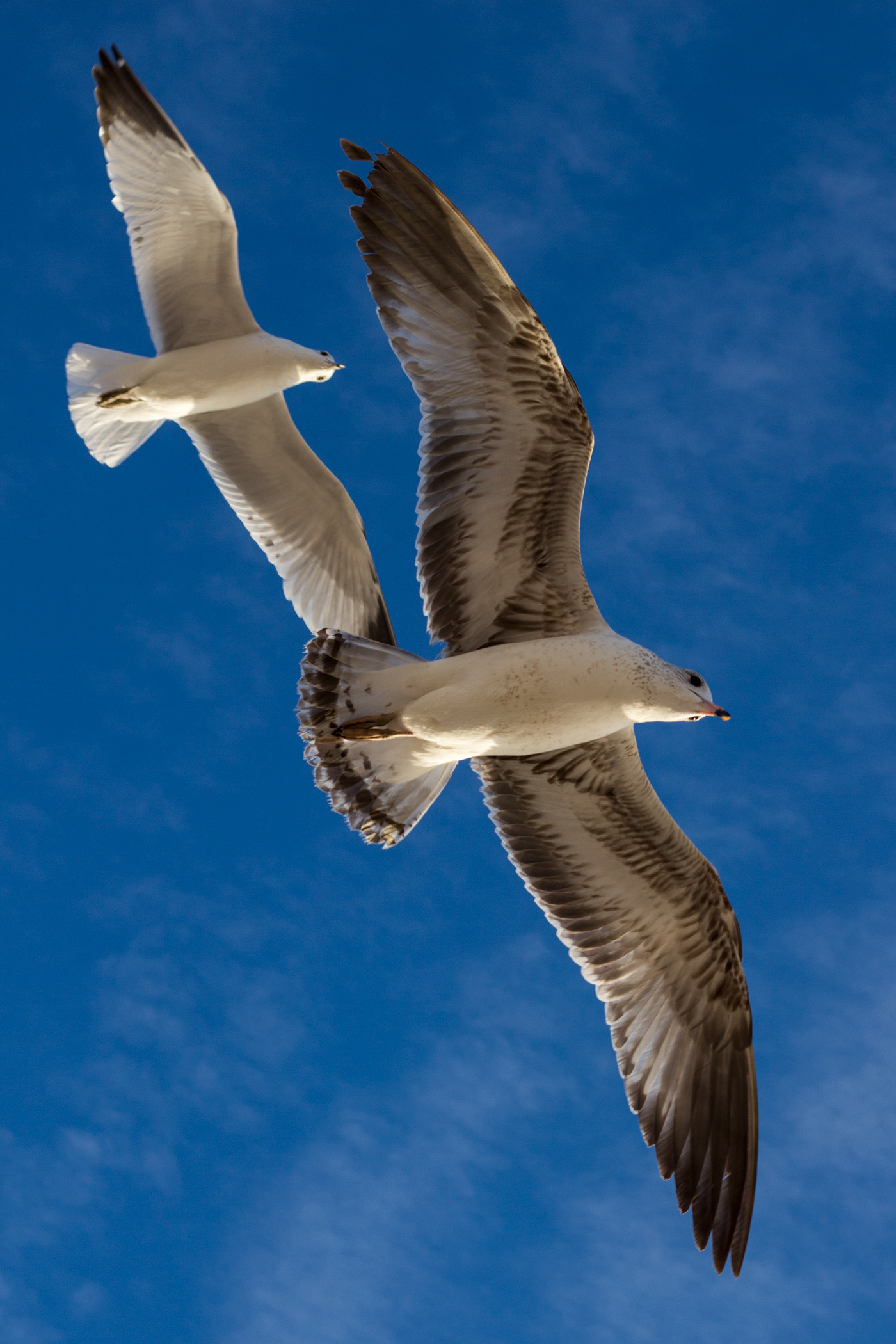 wildlife seagulls beach Fly birds Travel freedom inspiration calm goldenhour