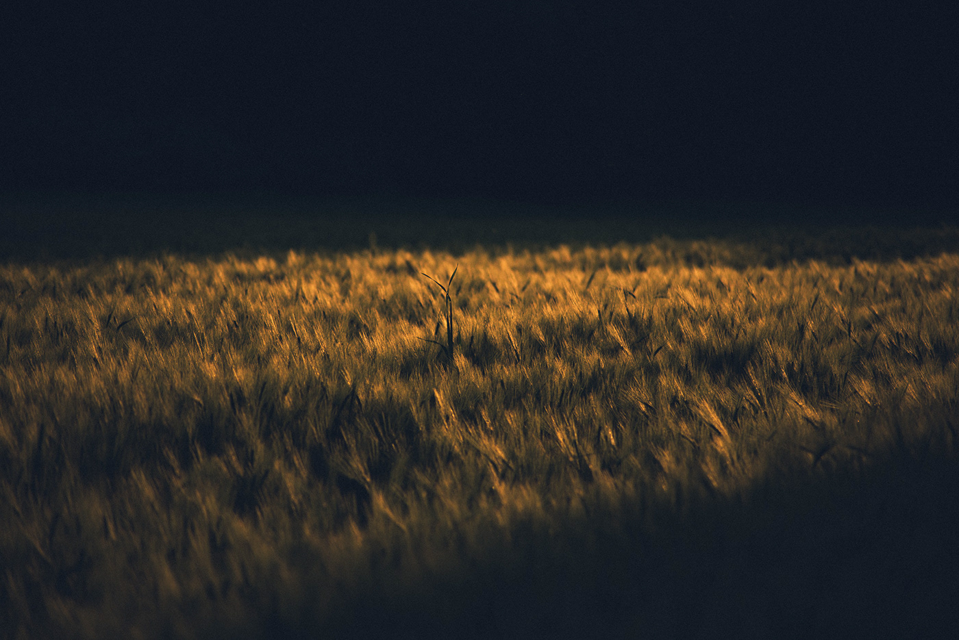 fields lights nikkor nikond750 Photography  sunset