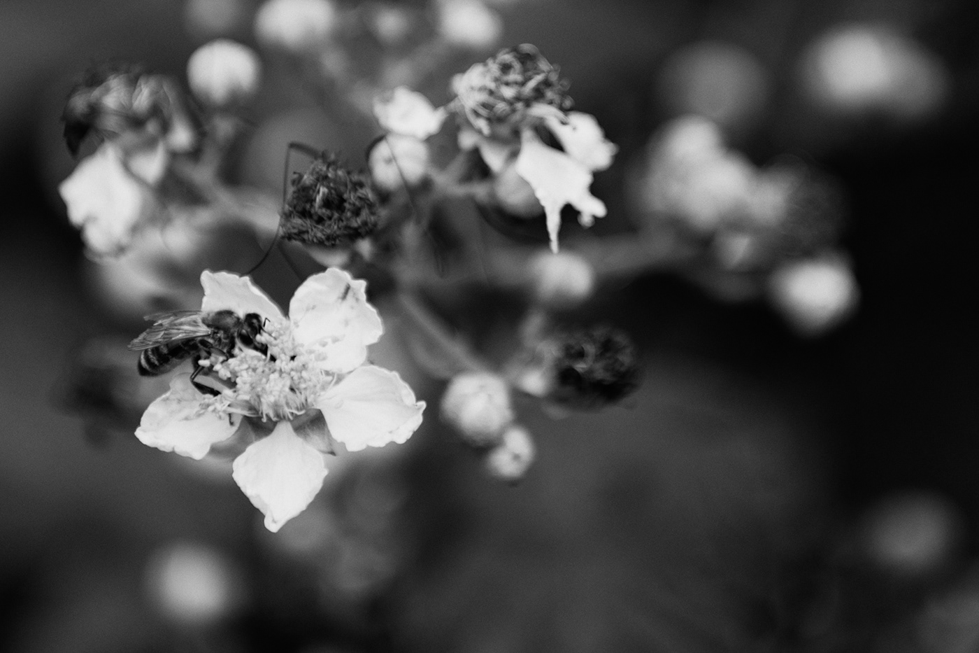 pflanzen plants black & white. Unvollkommenes japan Wabi Sabi Unschärfe blätter