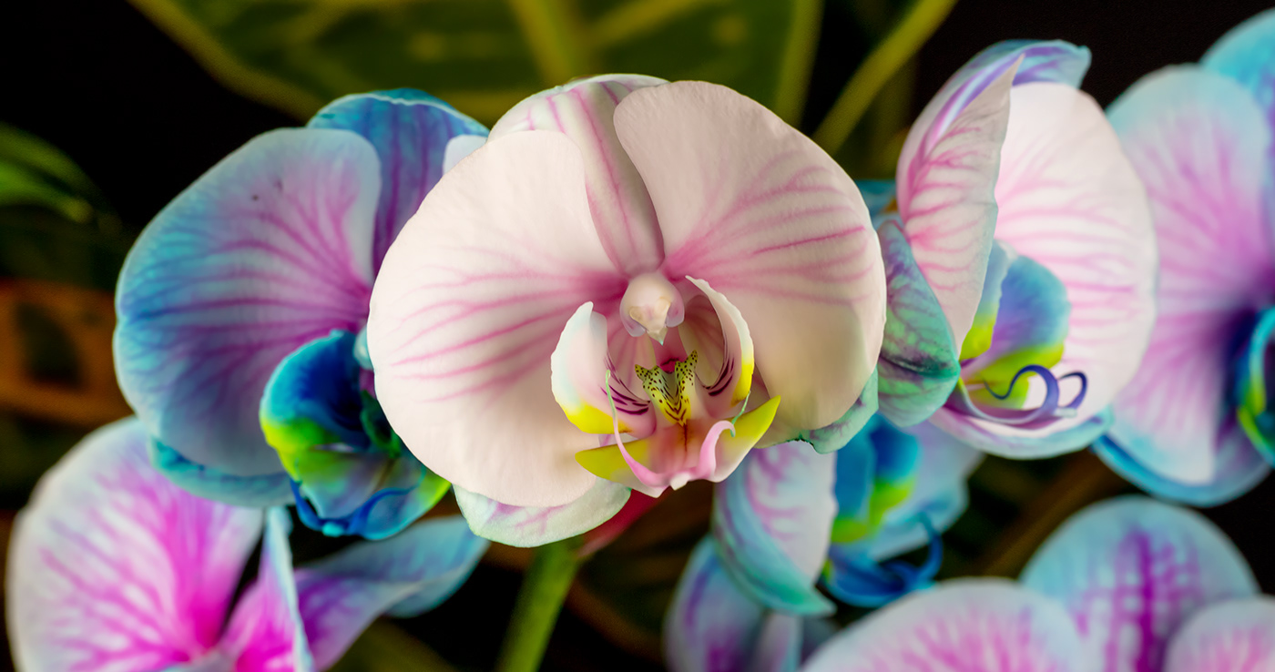 bloom colors hatching insect macro motion design Nature orchids texture War