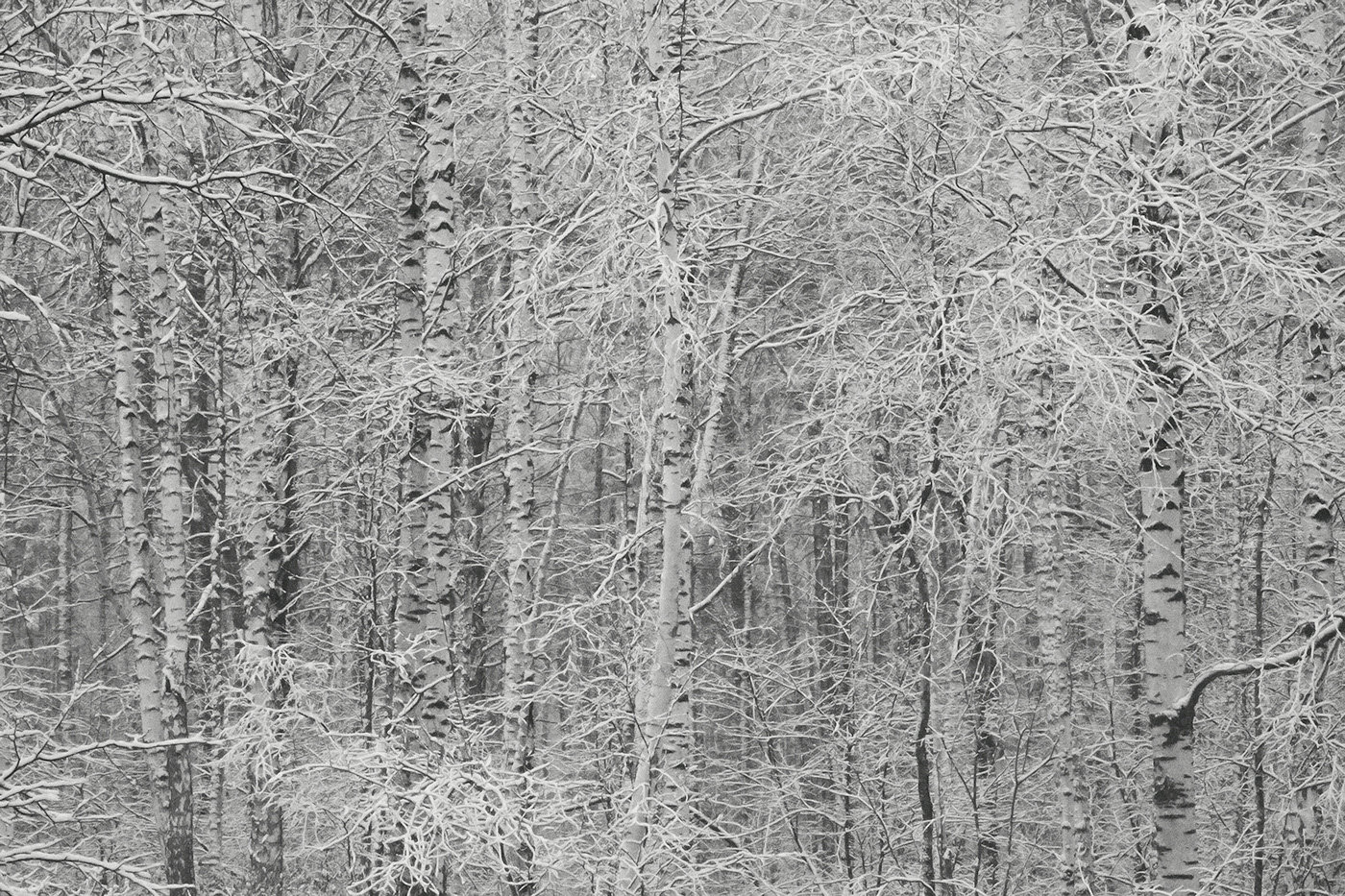 birch tree black and white branches forest Nature snow winter woodland