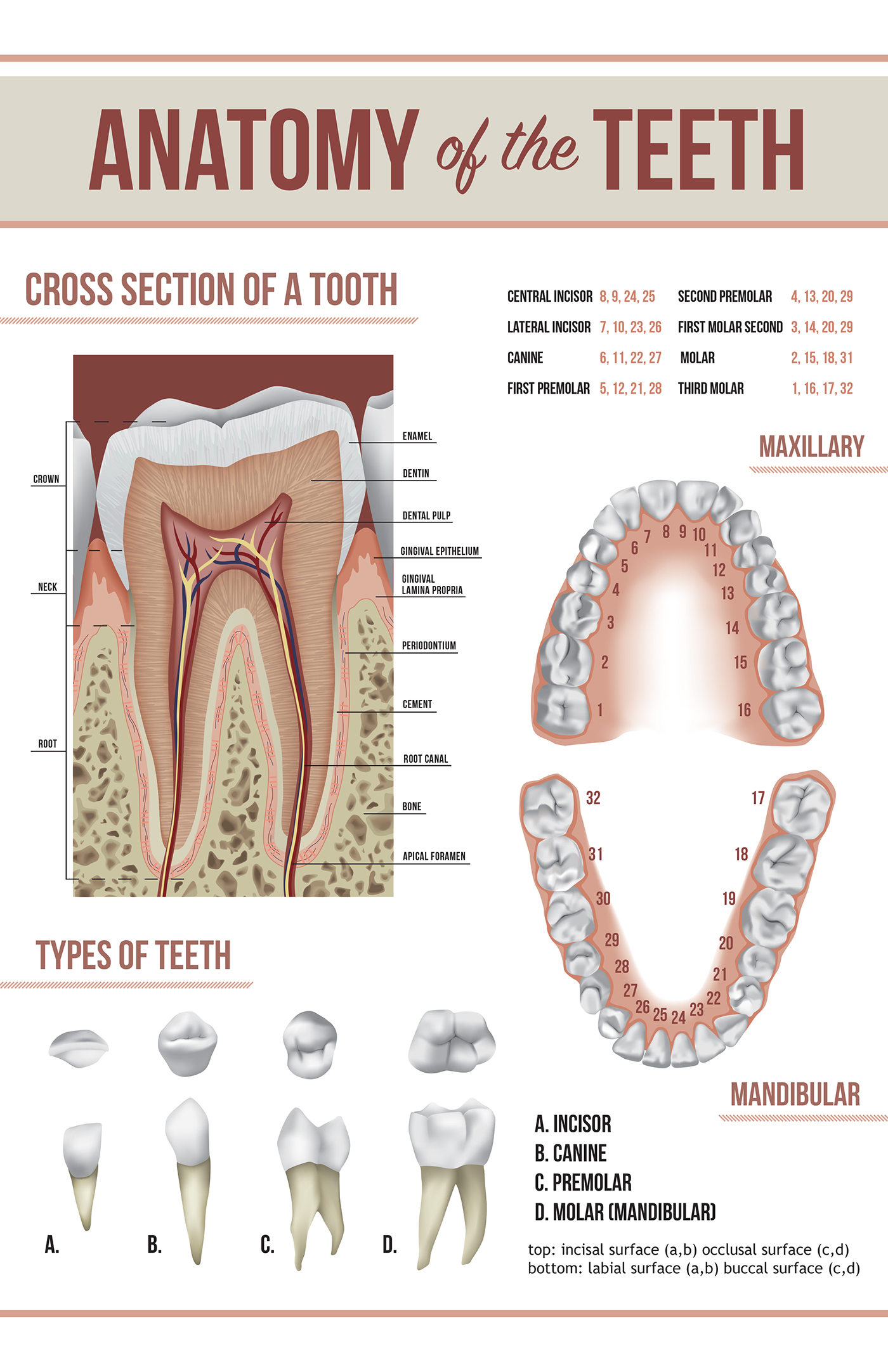 Tooth Anatomy Poster on Behance