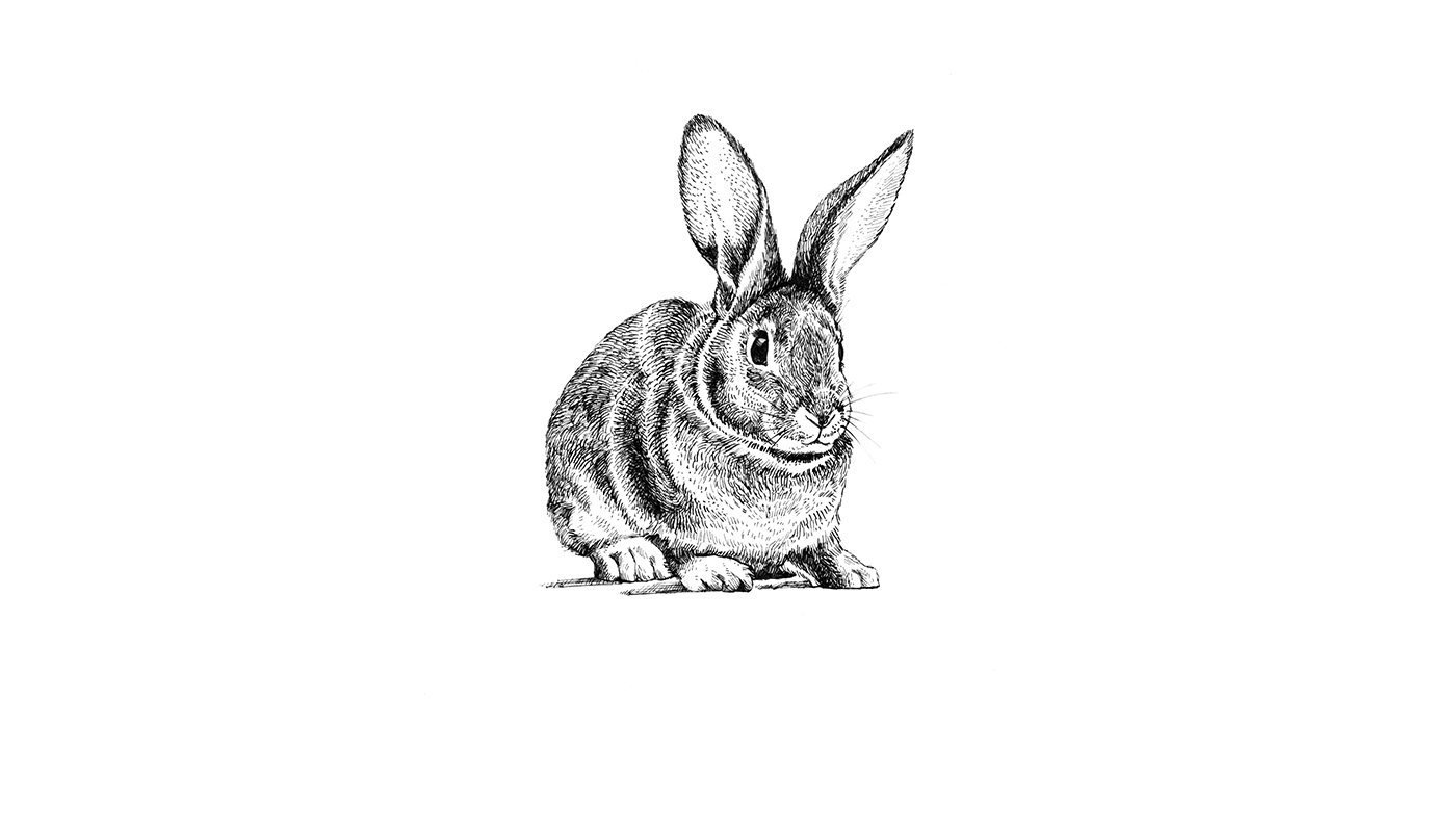 dip pen nib pen fountain pen ink etching rabbit bunny