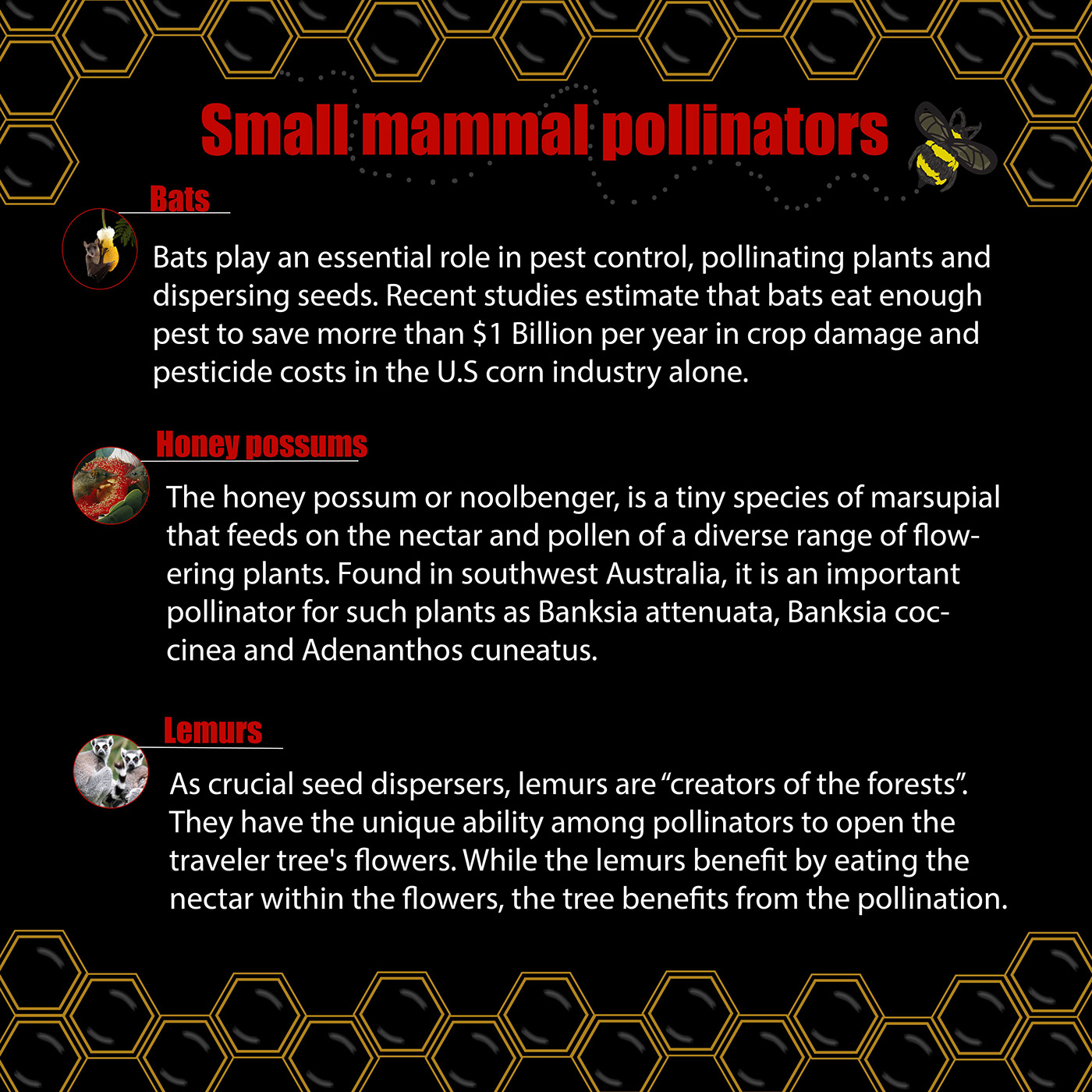 endangered pollinators typography   infographic