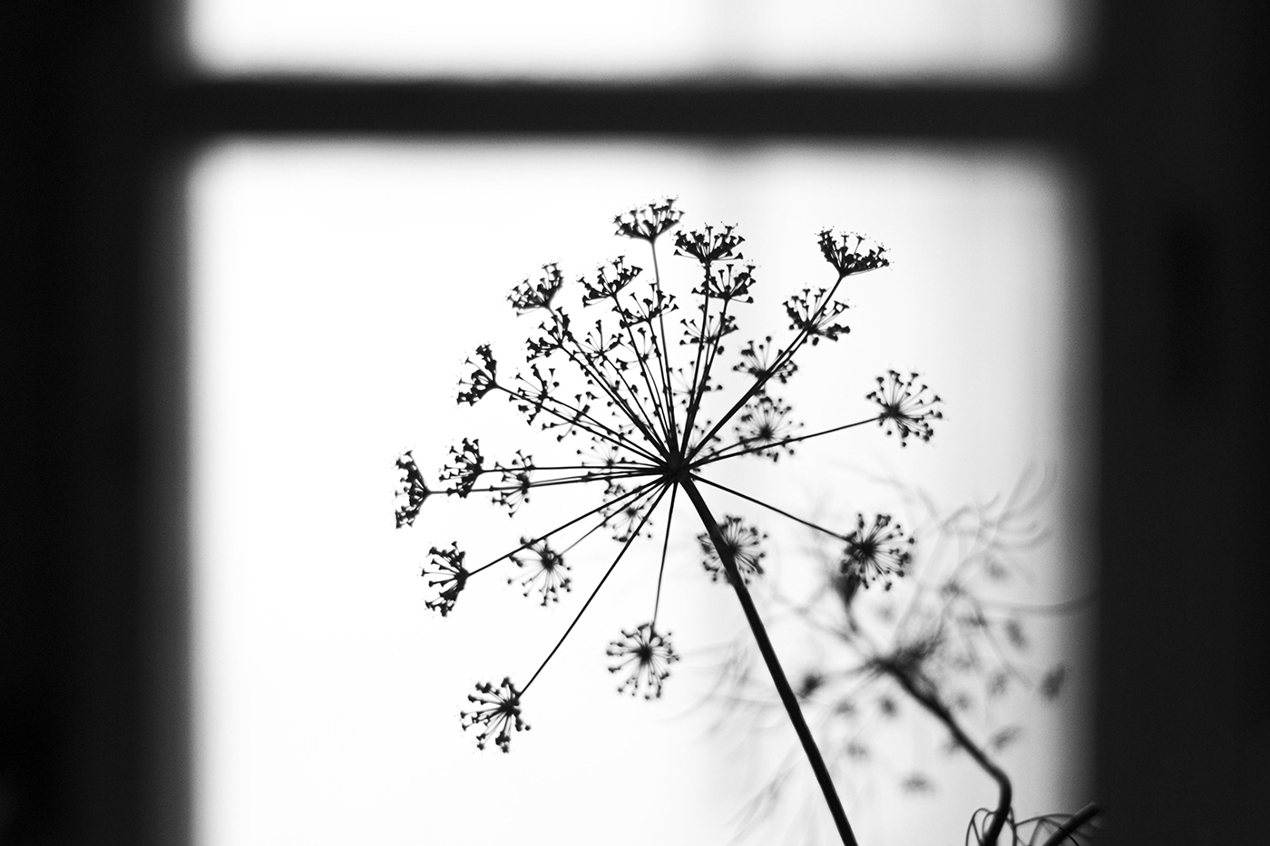 black and white contrast dill flowers Flowers Nature Photography  plants still life